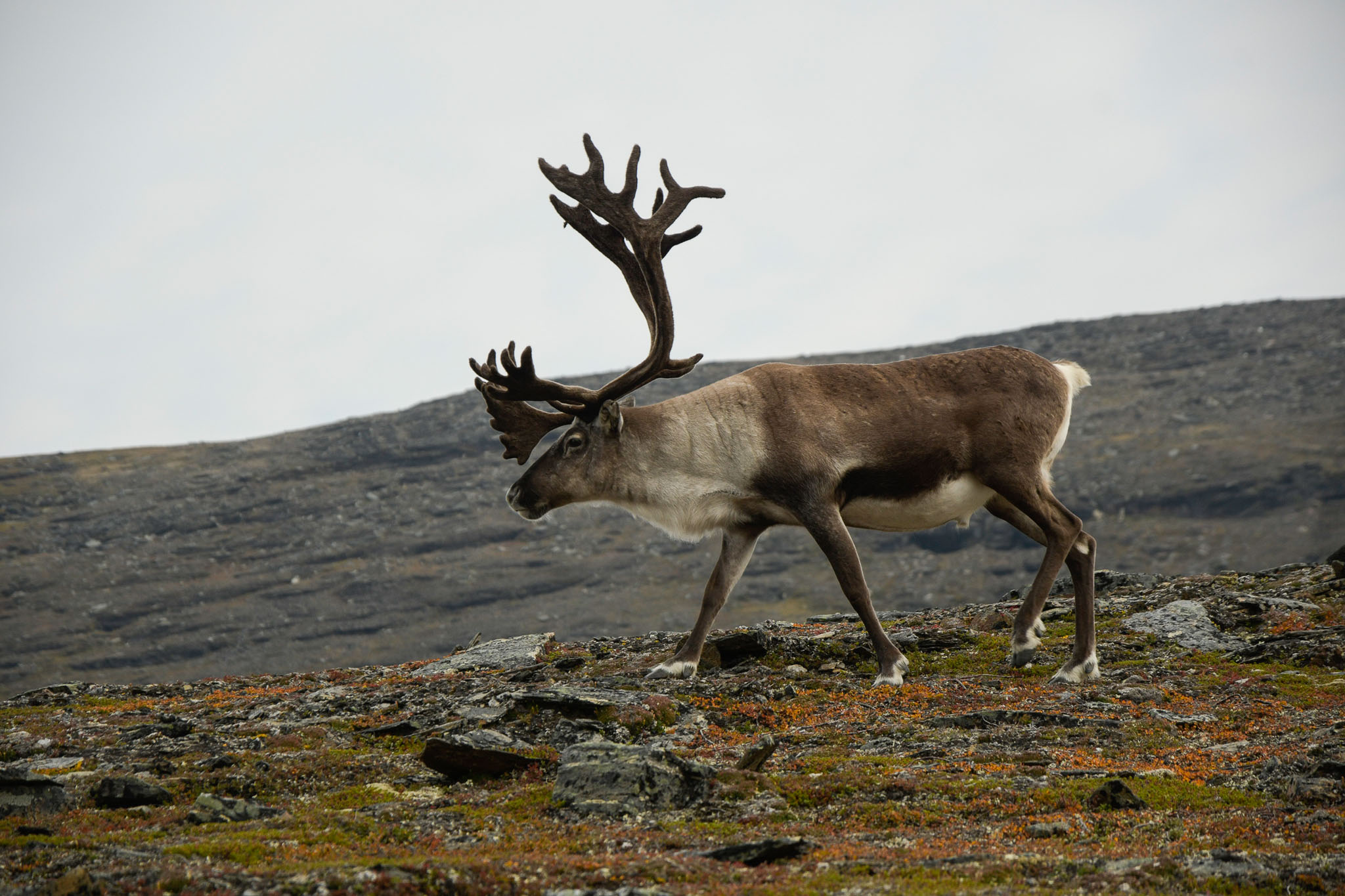 78-Lapland2019_DSC6537_W.jpg