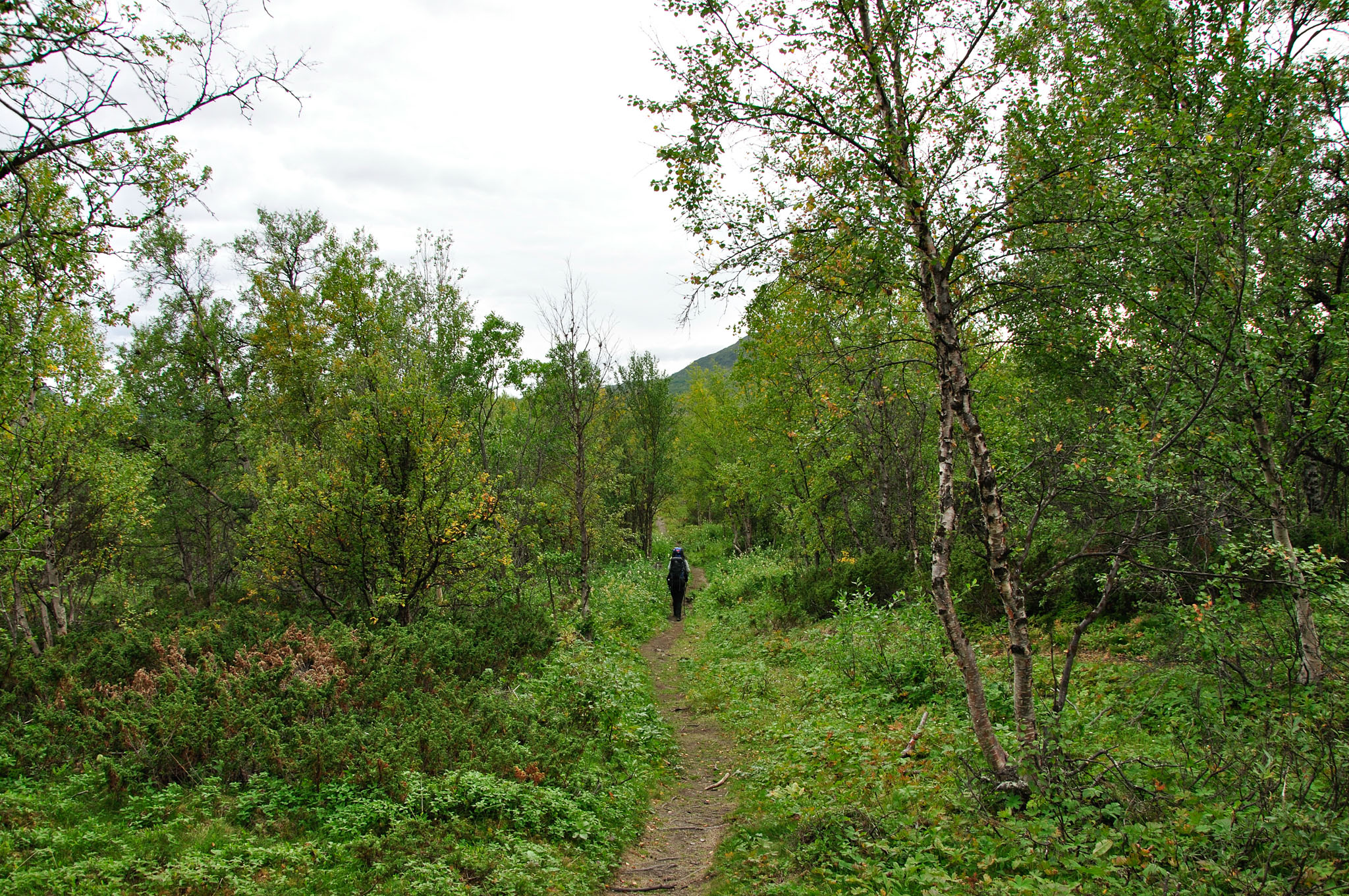 Abisko2015A34_01.jpg