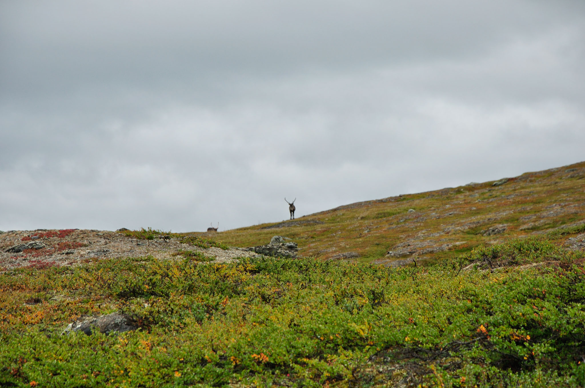 Abisko2015A63_01.jpg