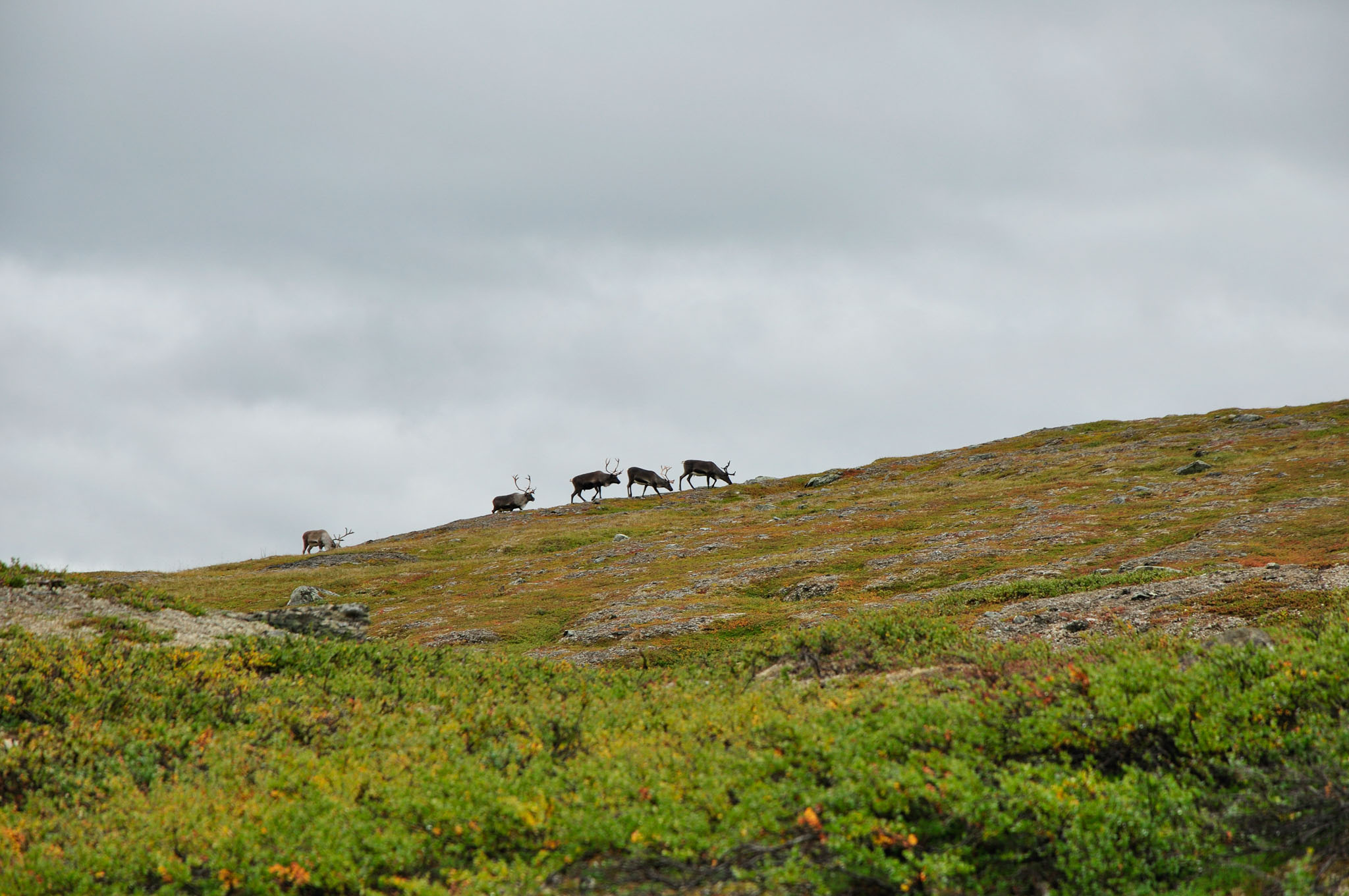 Abisko2015A71_01.jpg