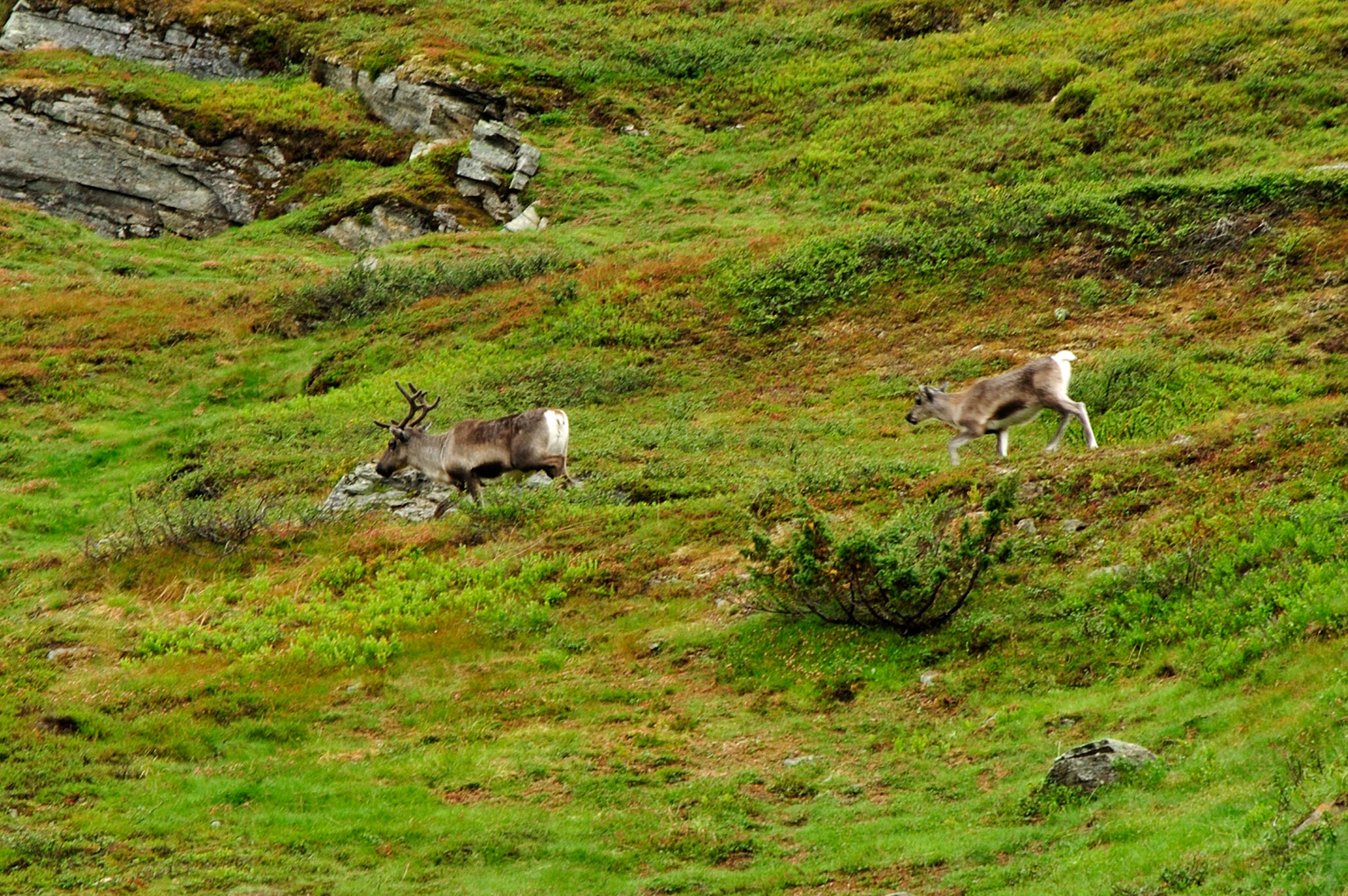 Abisko2015A73_01.jpg