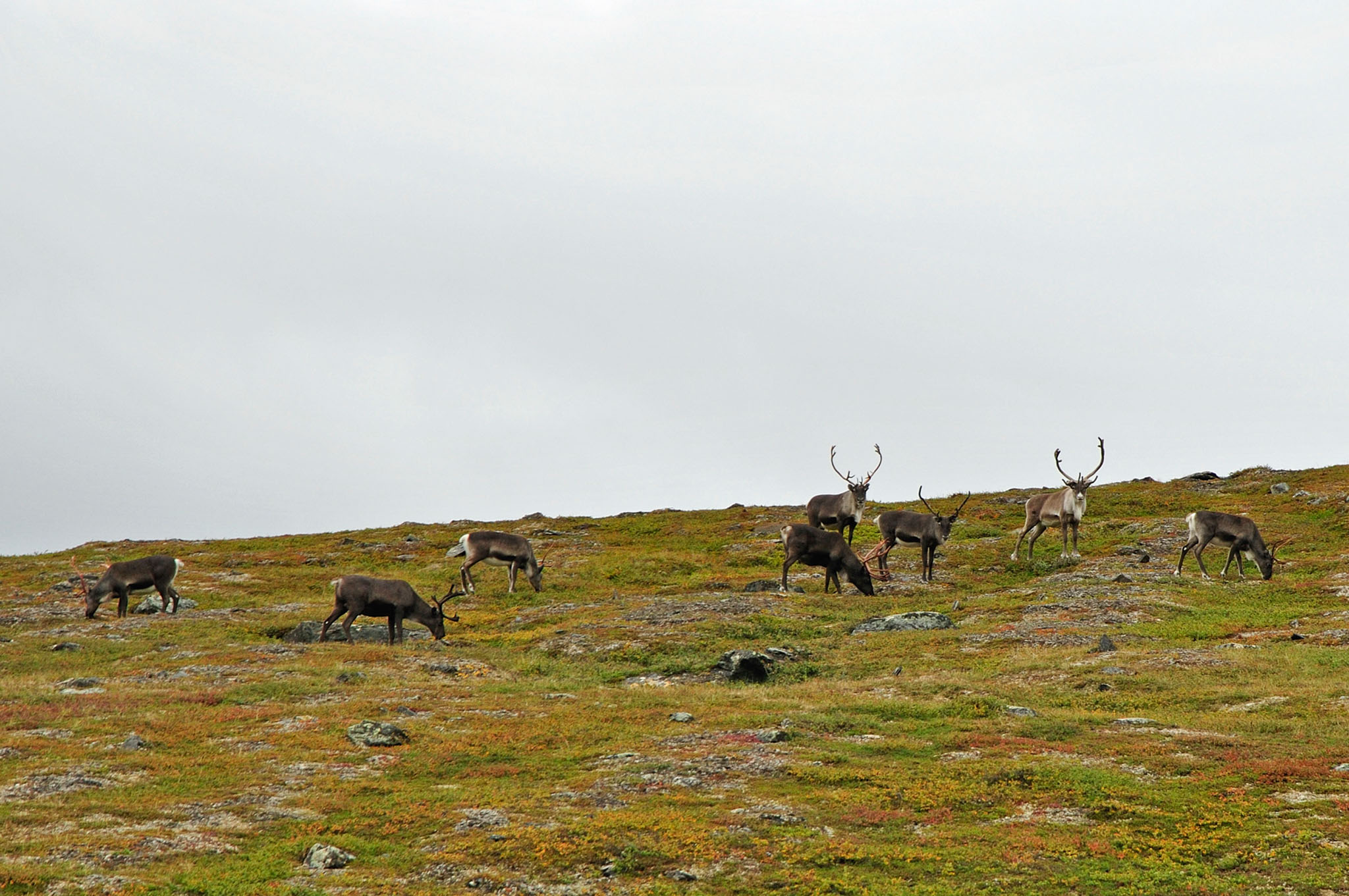 Abisko2015A80_01.jpg