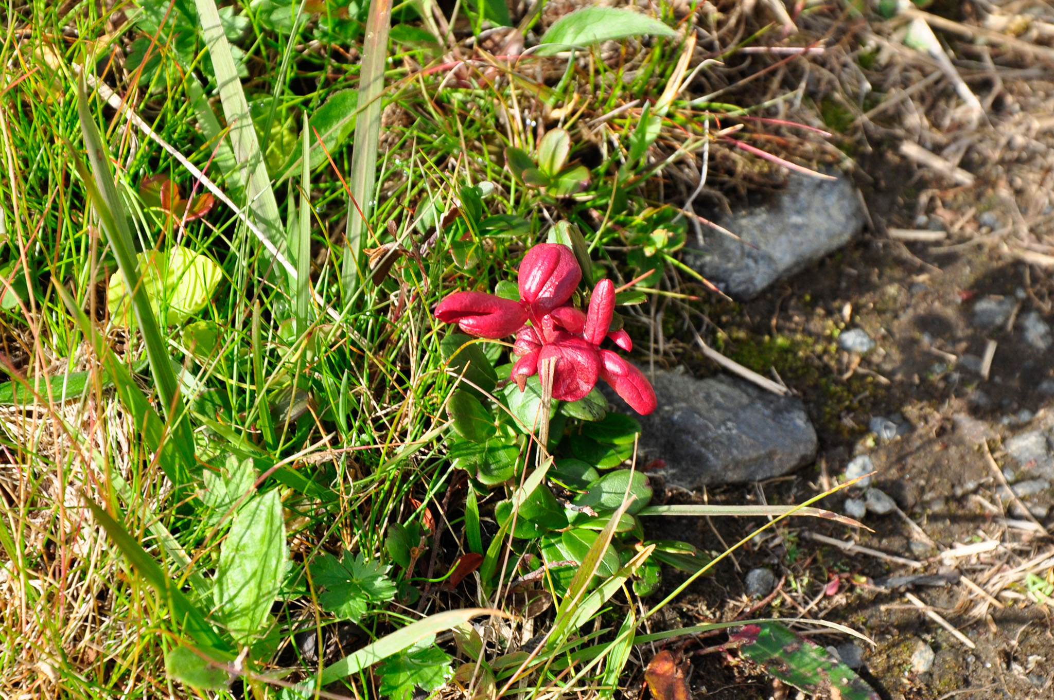 Abisko2015B14_01.jpg