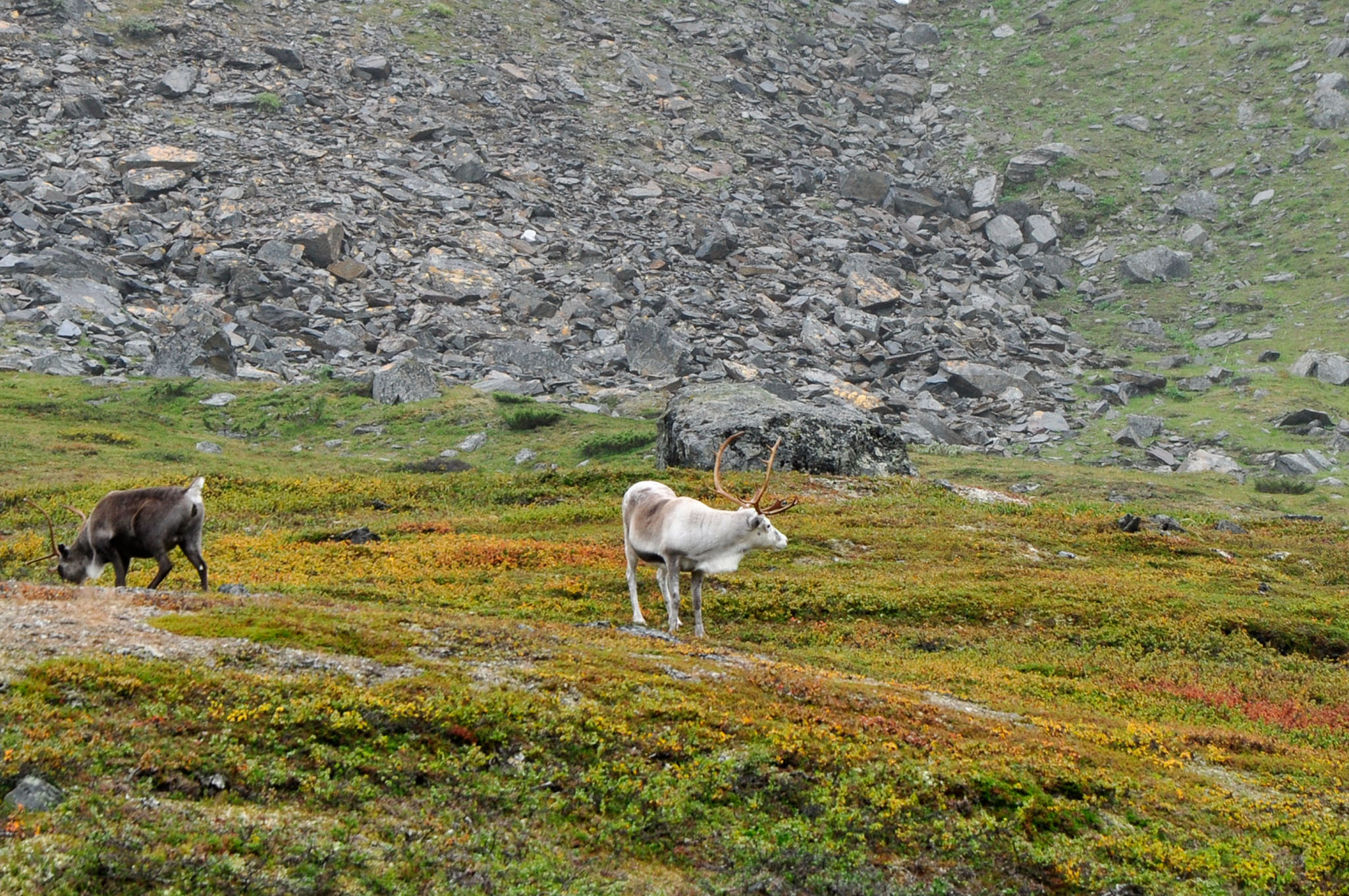 Abisko2015B177_01.jpg