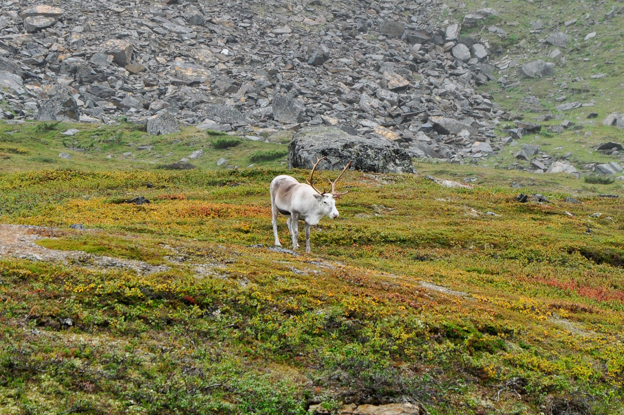 Abisko2015B178_01.jpg