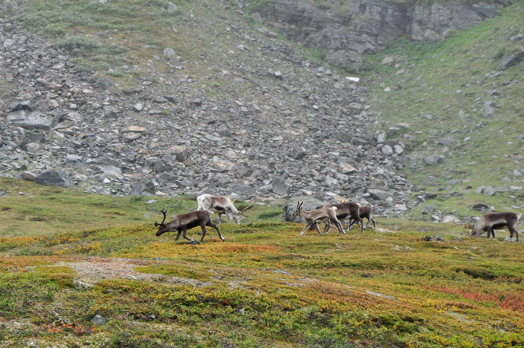 Abisko2015B183_01.jpg