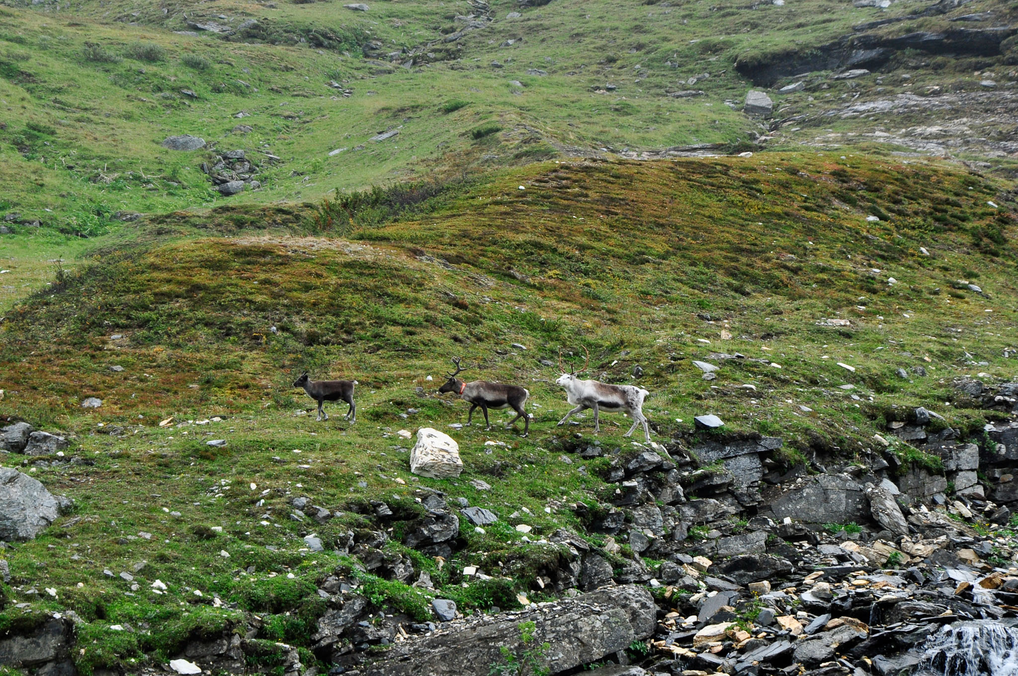 Abisko2015B192_01.jpg