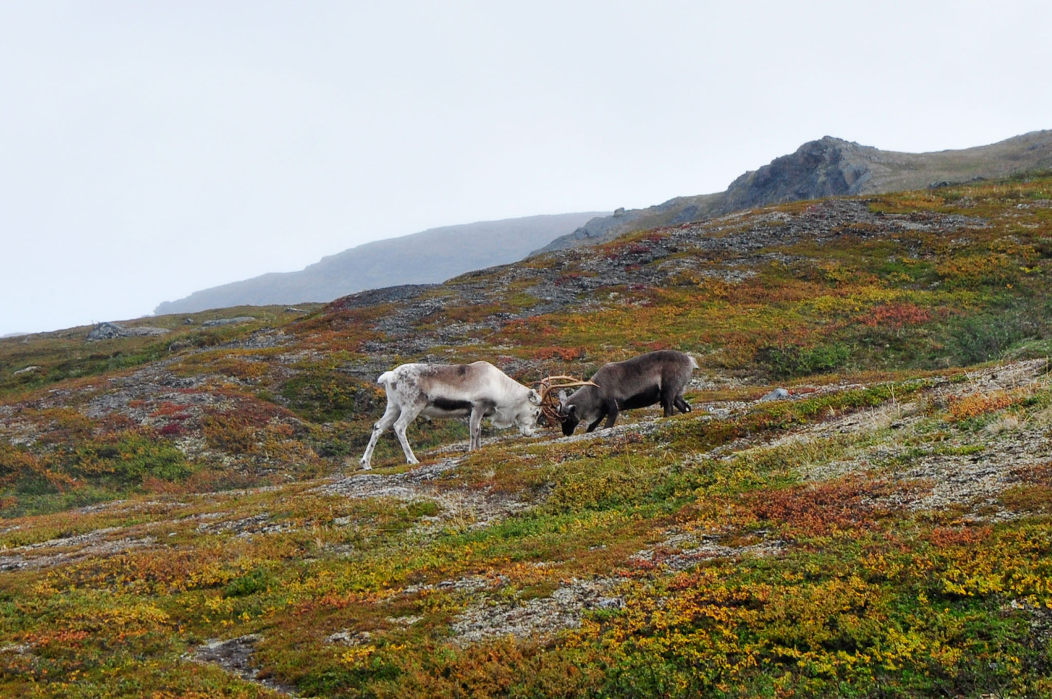 Abisko2015B208_01.jpg