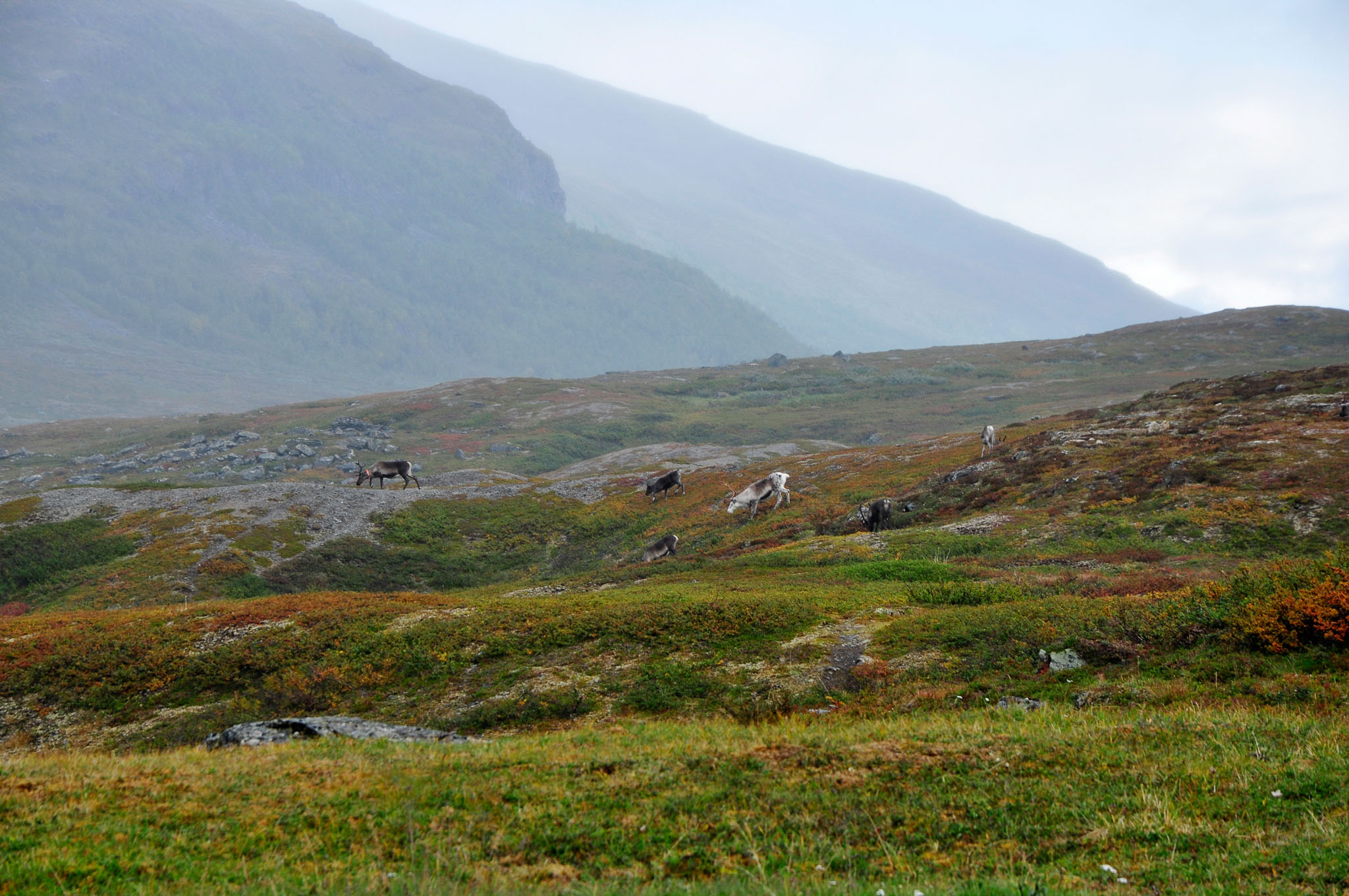 Abisko2015B212_01.jpg