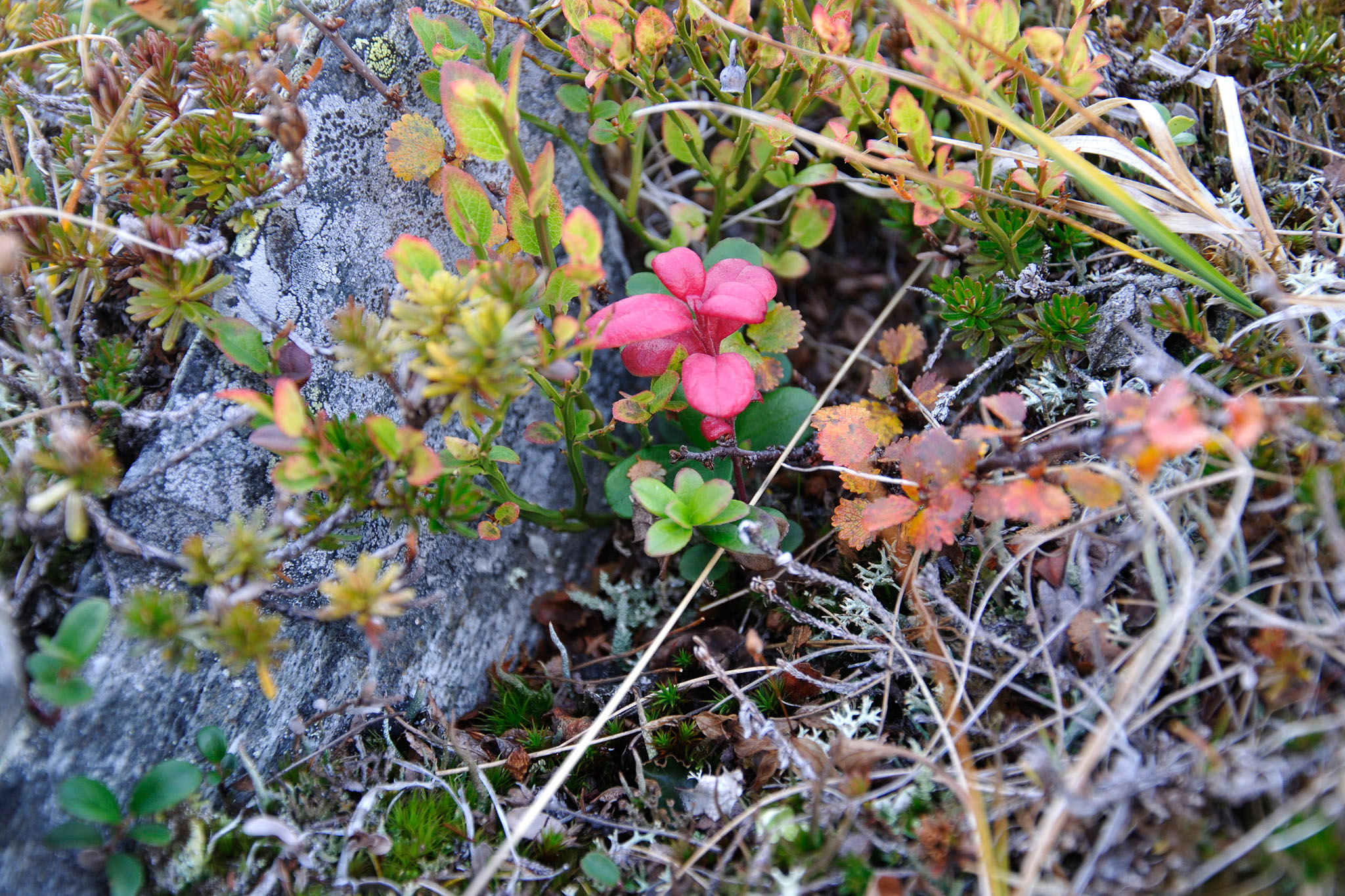 AbiskoSeptember200922.jpg