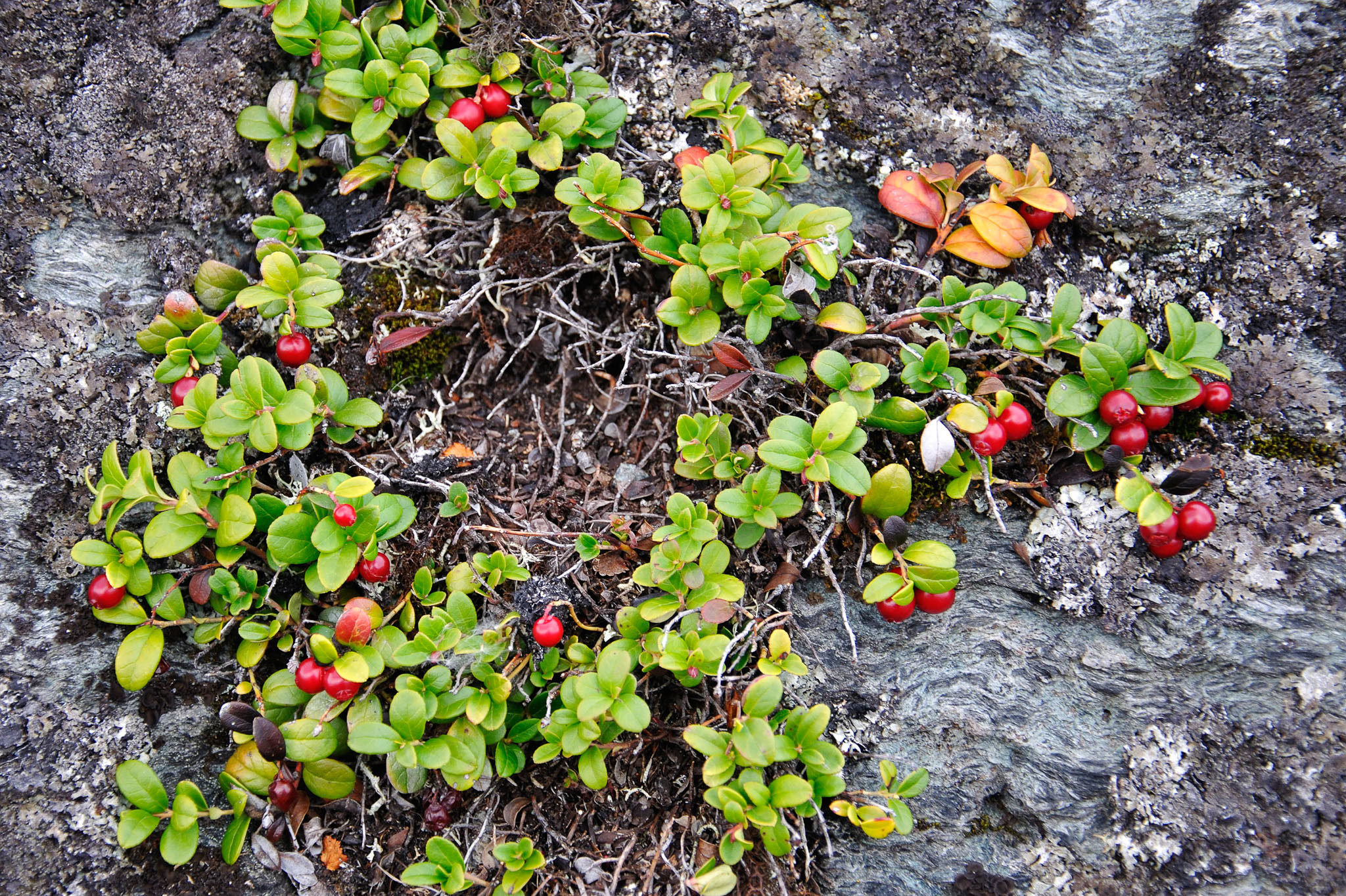 AbiskoSeptember200928.jpg