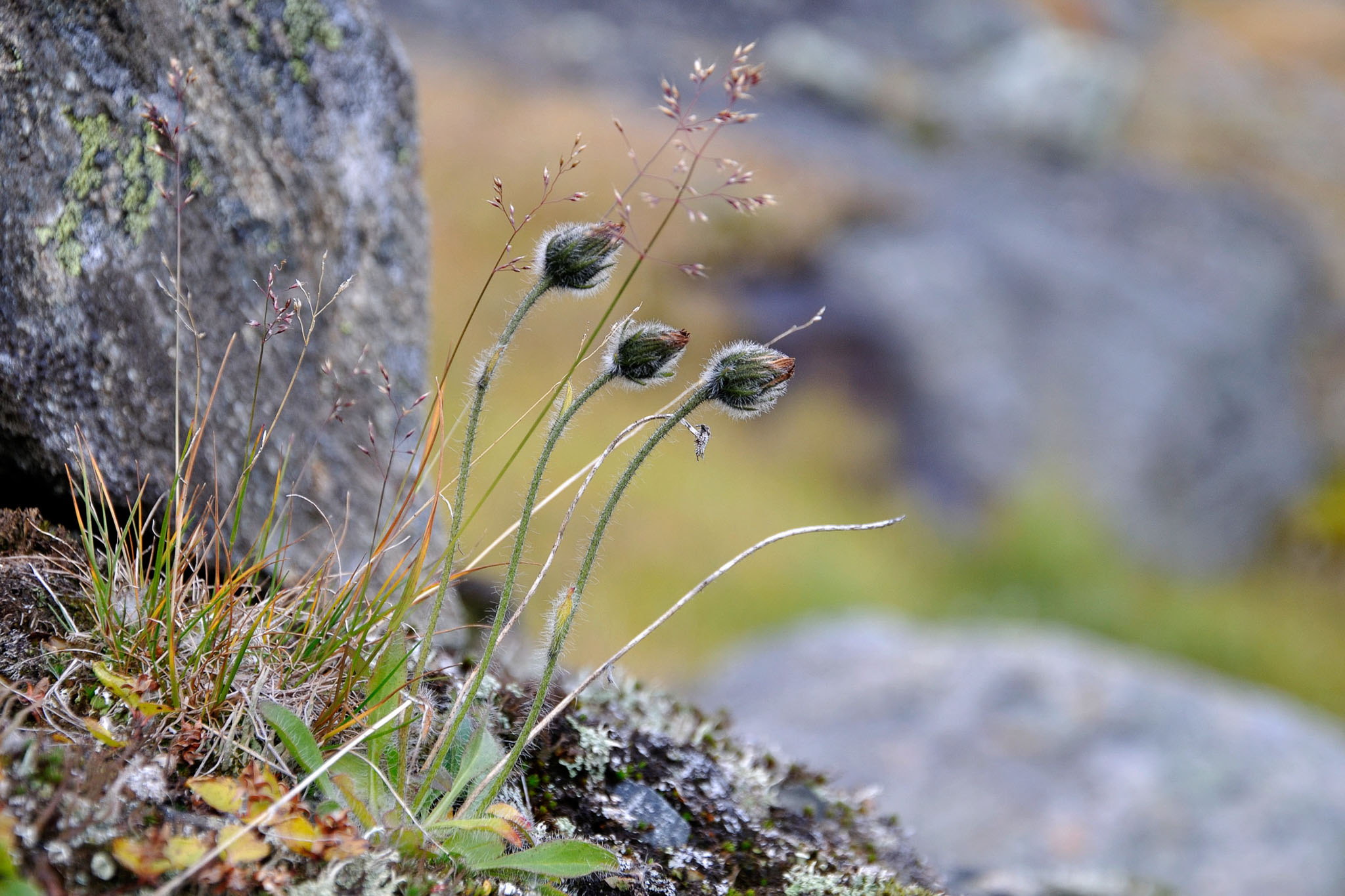 AbiskoSeptember200954.jpg