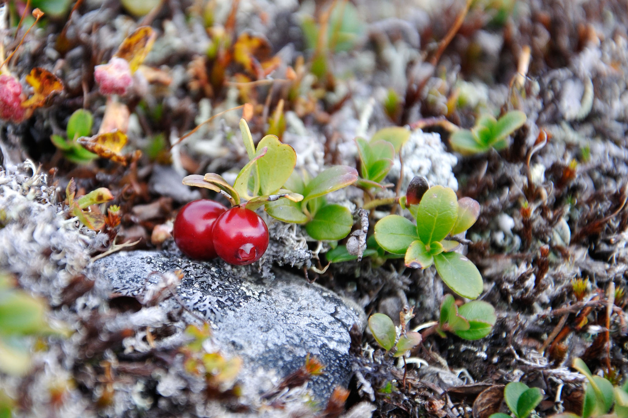 AbiskoSeptember200955.jpg