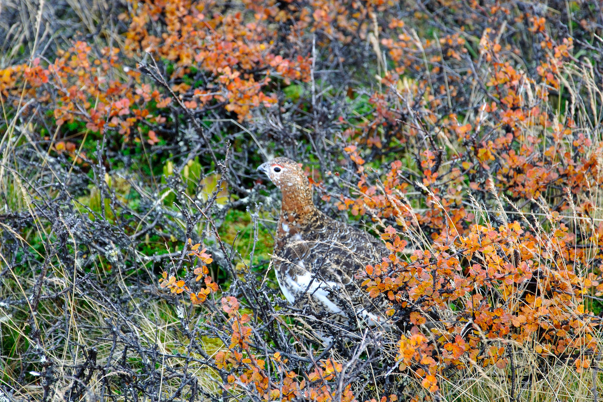 AbiskoSeptember200970.jpg