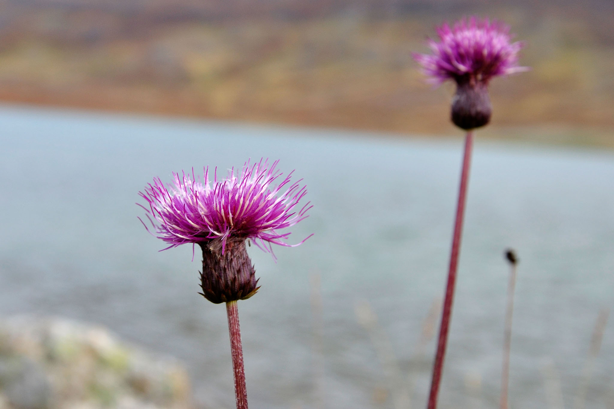 AbiskoSeptember200978.jpg