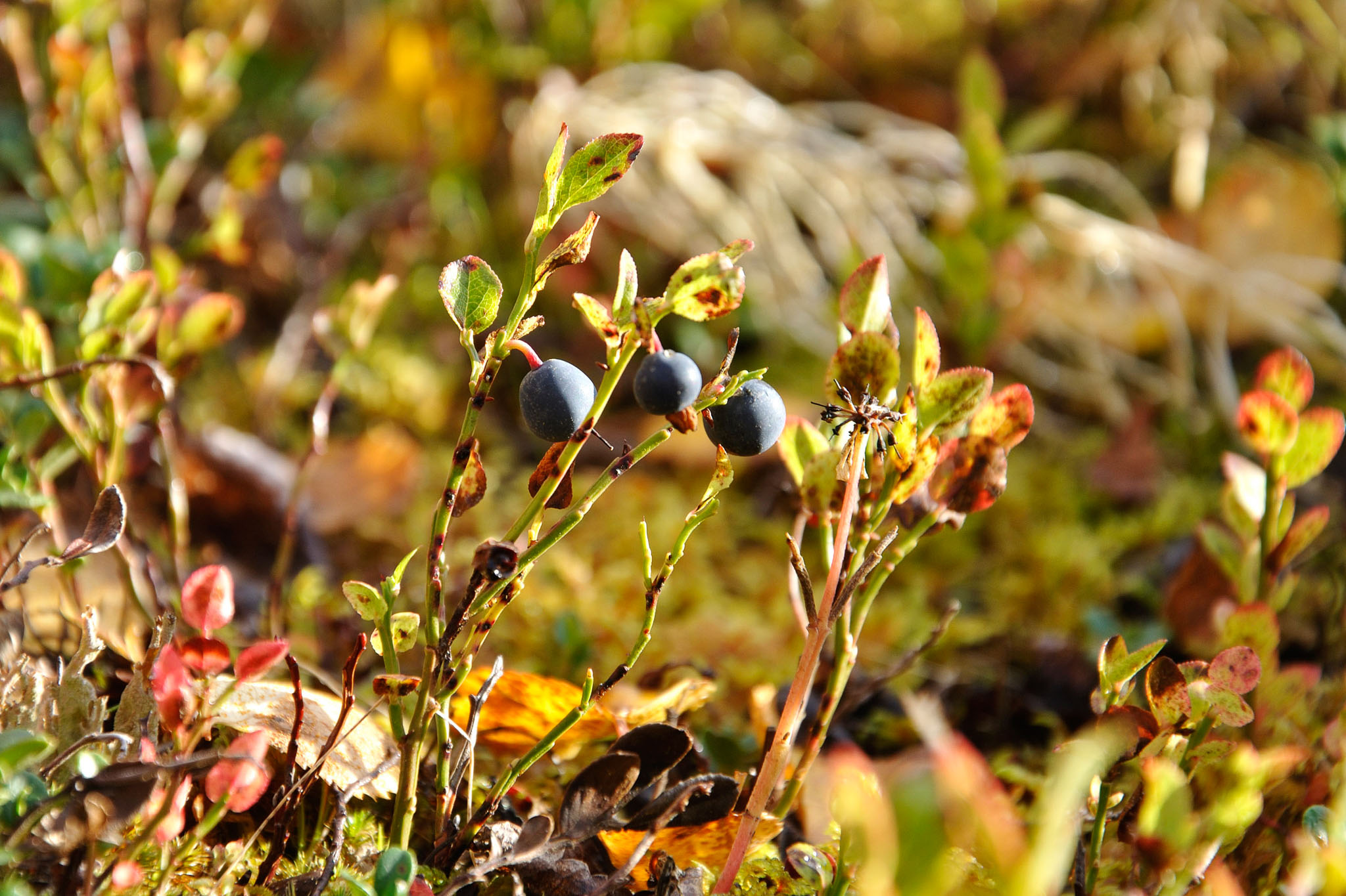 AbiskoSeptember200991.jpg