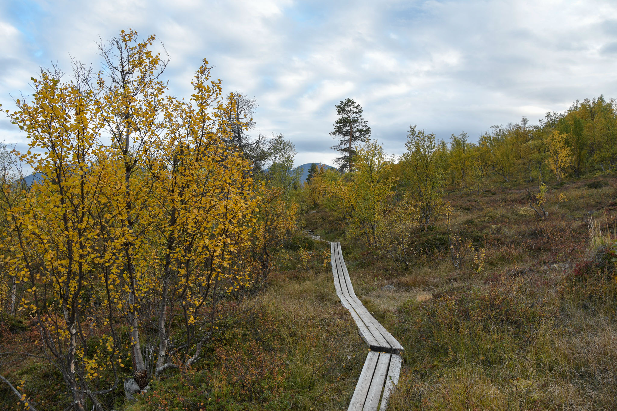 Abisko2018_DSC3057WEB.jpg