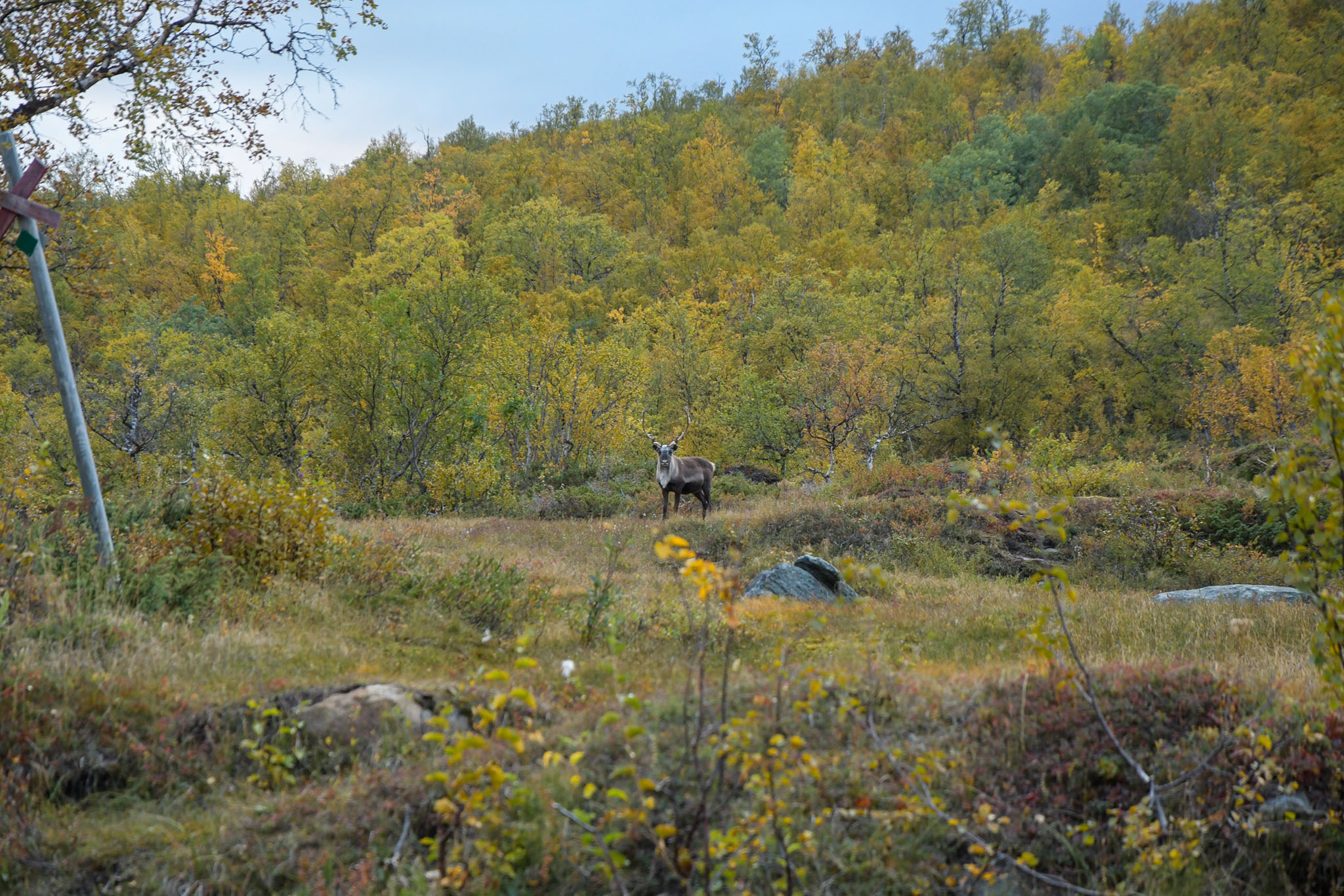 Abisko2018_DSC3060WEB.jpg