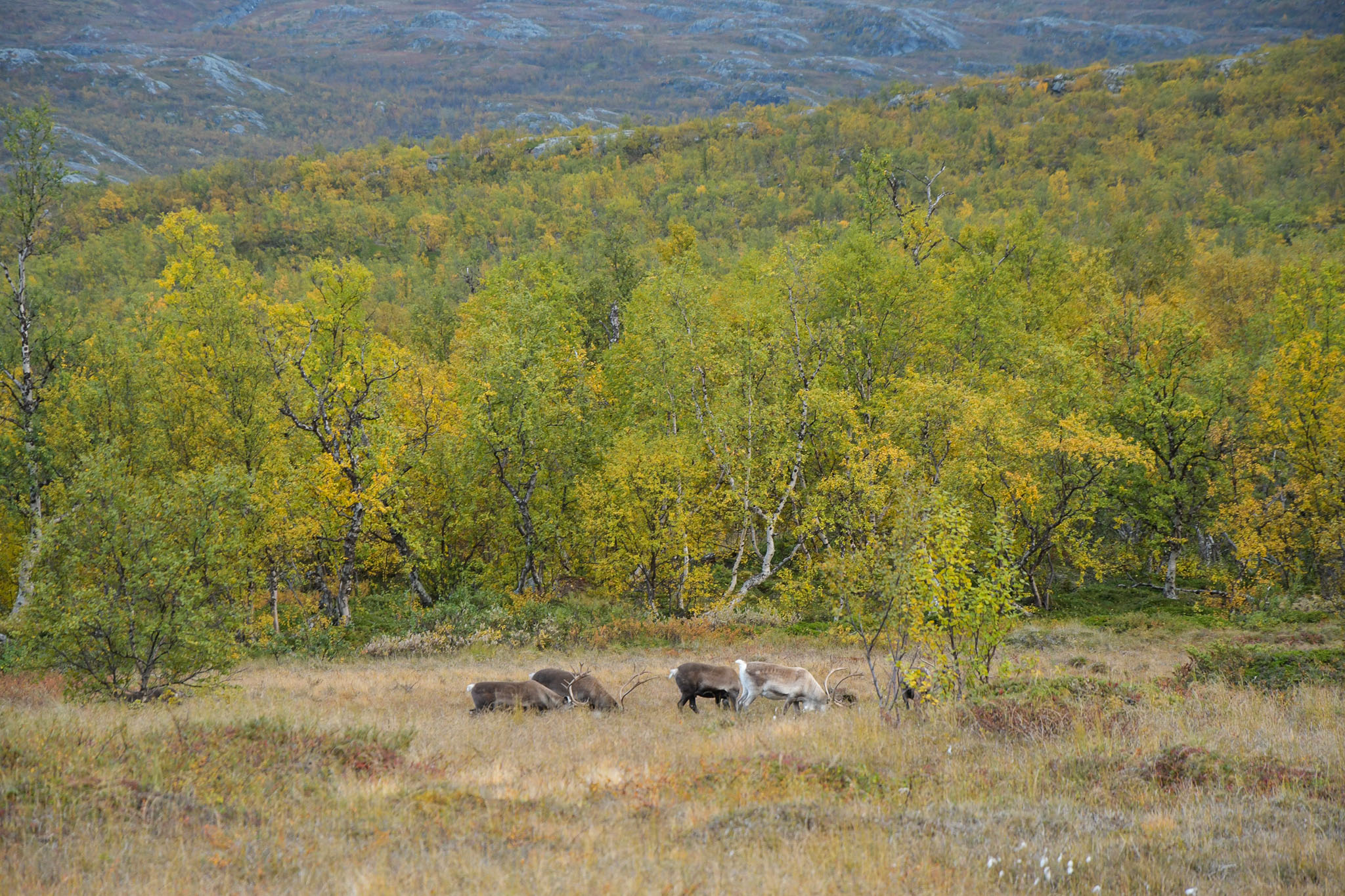 Abisko2018_DSC3068WEB.jpg