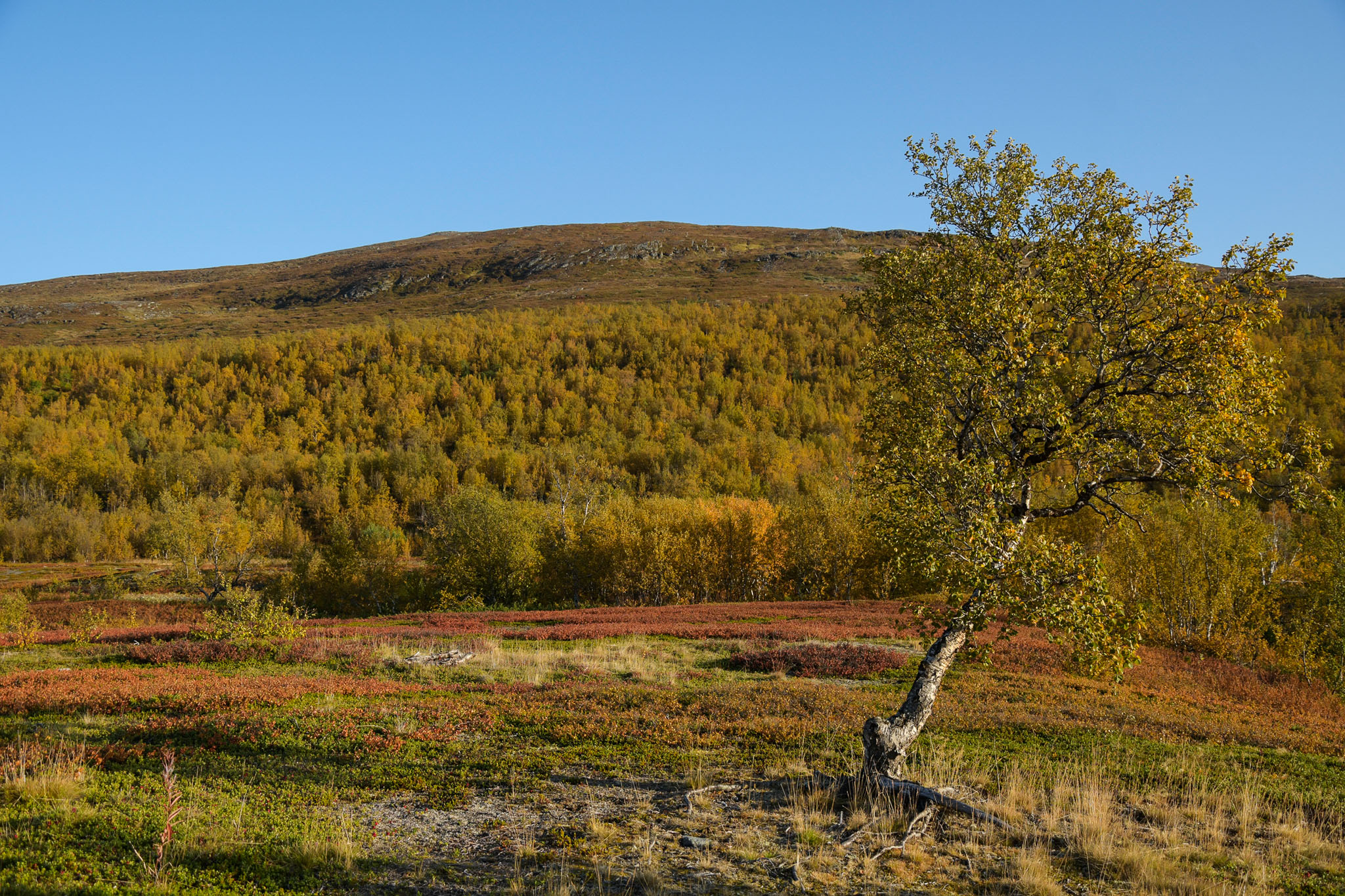 Abisko2018_DSC3098WEB.jpg