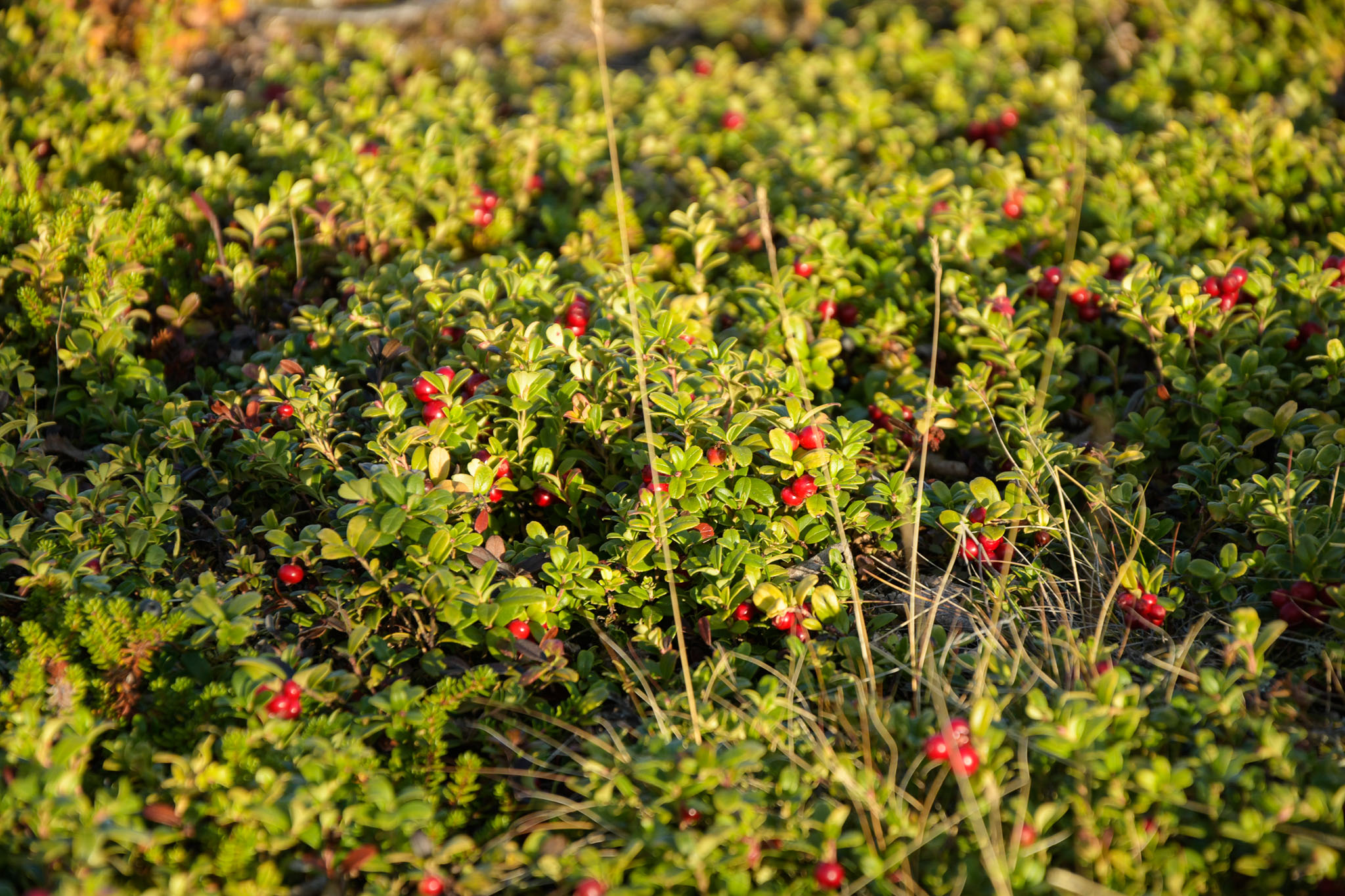 Abisko2018_DSC3099WEB.jpg