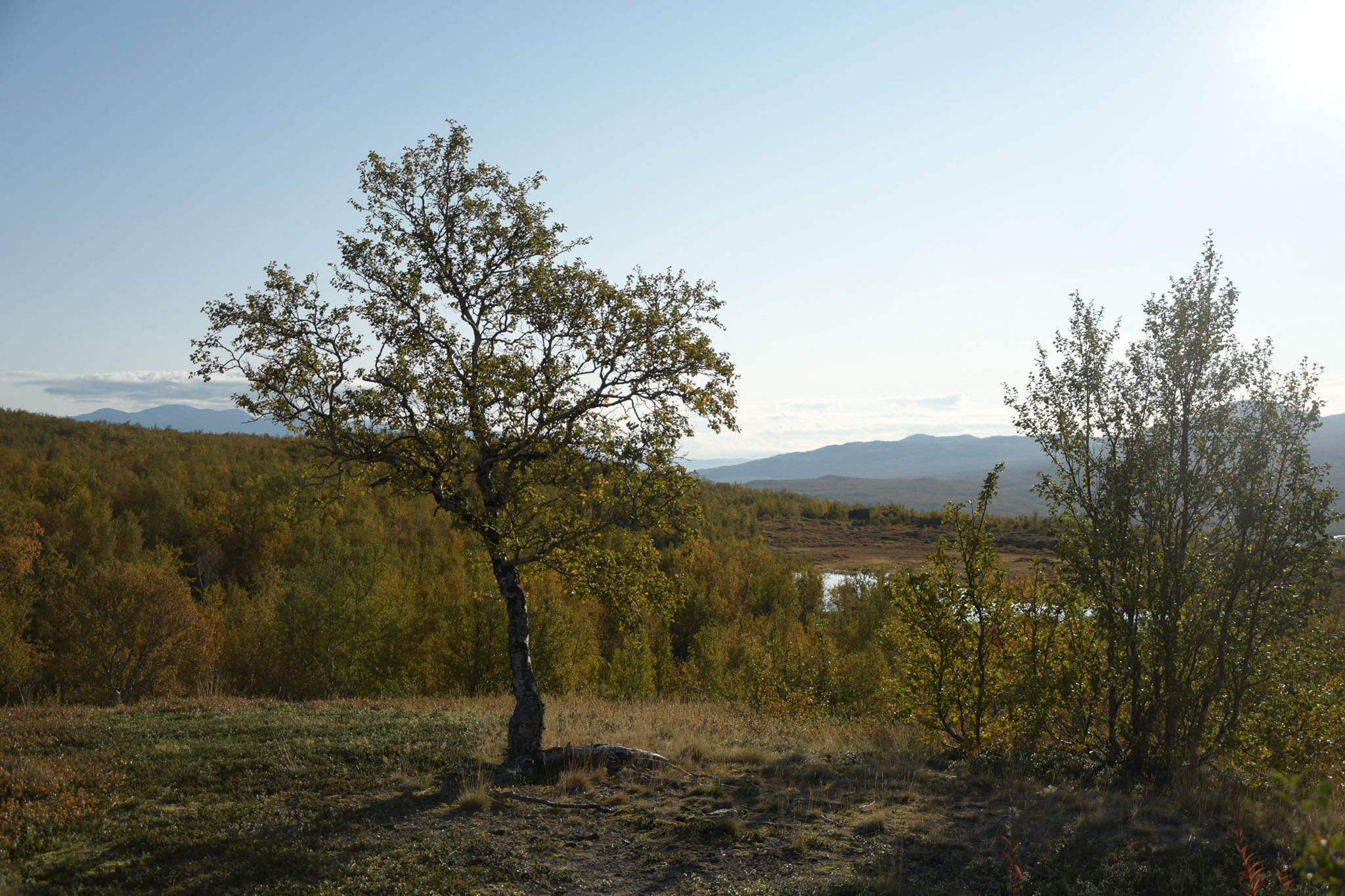 Abisko2018_DSC3114WEB.jpg