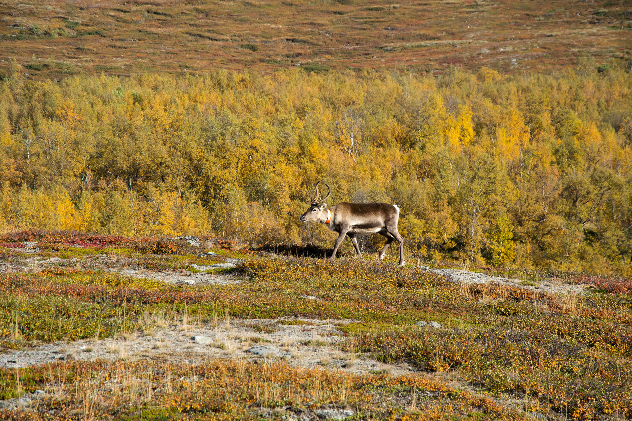 Abisko2018_DSC3120WEB.jpg