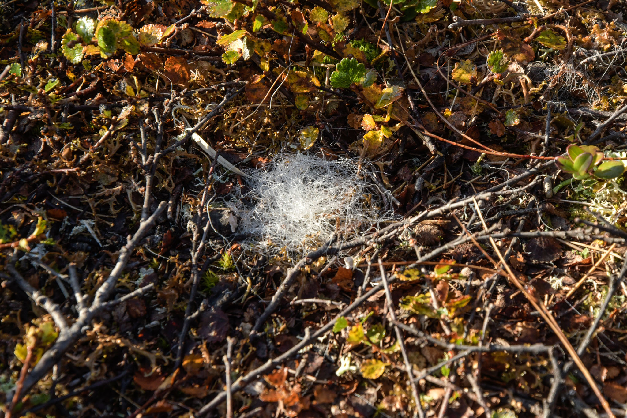 Abisko2018_DSC3189WEB.jpg