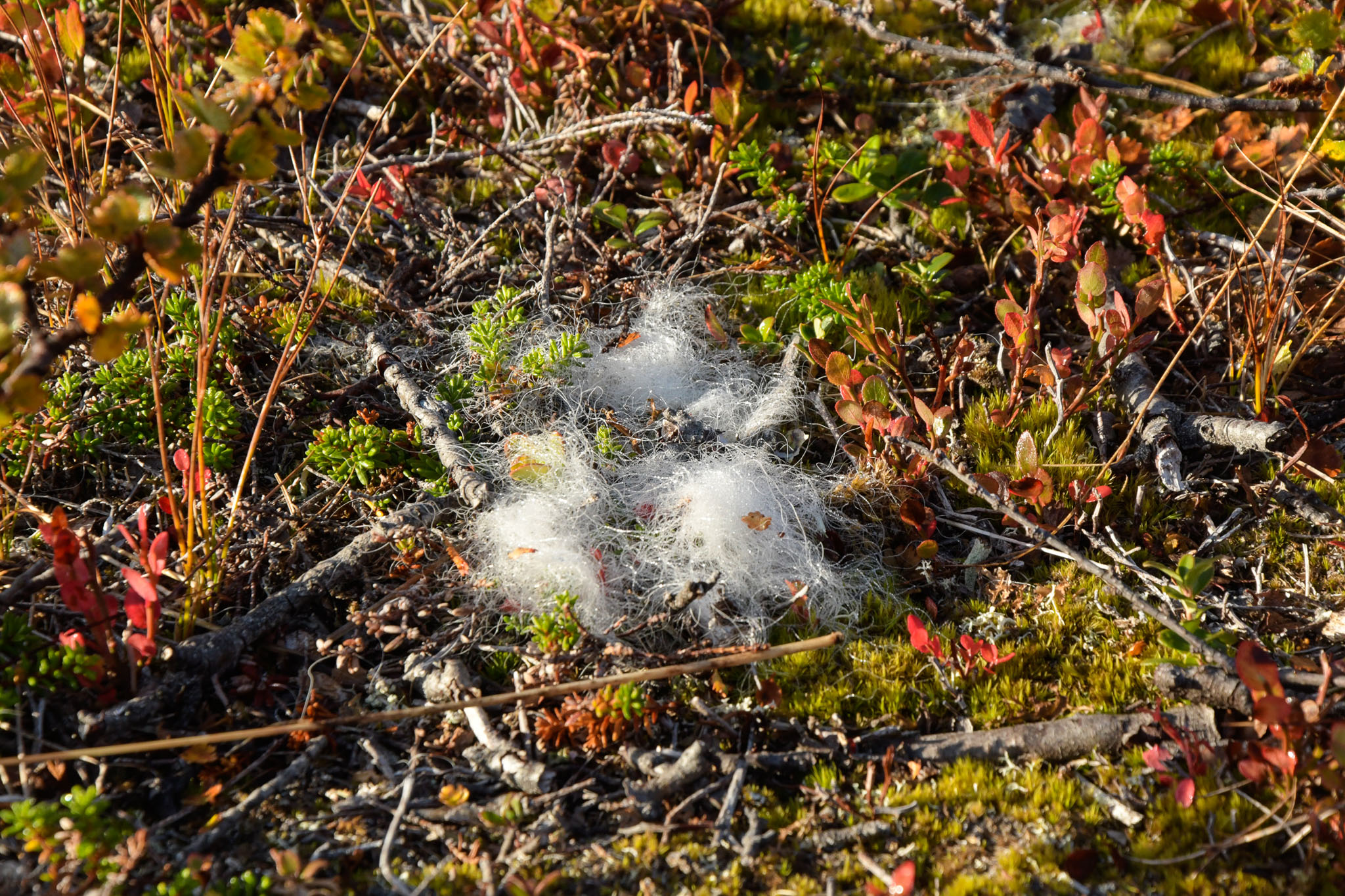 Abisko2018_DSC3191WEB.jpg