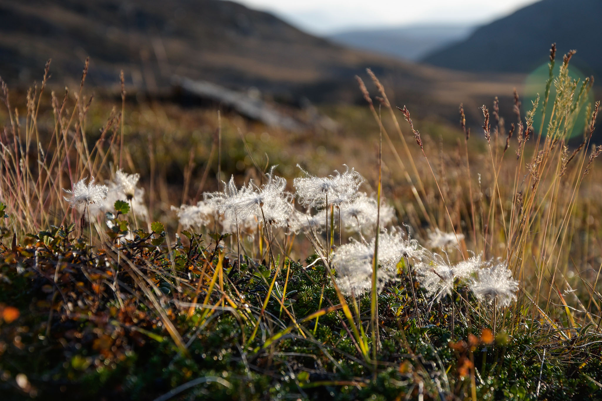 Abisko2018_DSC3344WEB.jpg