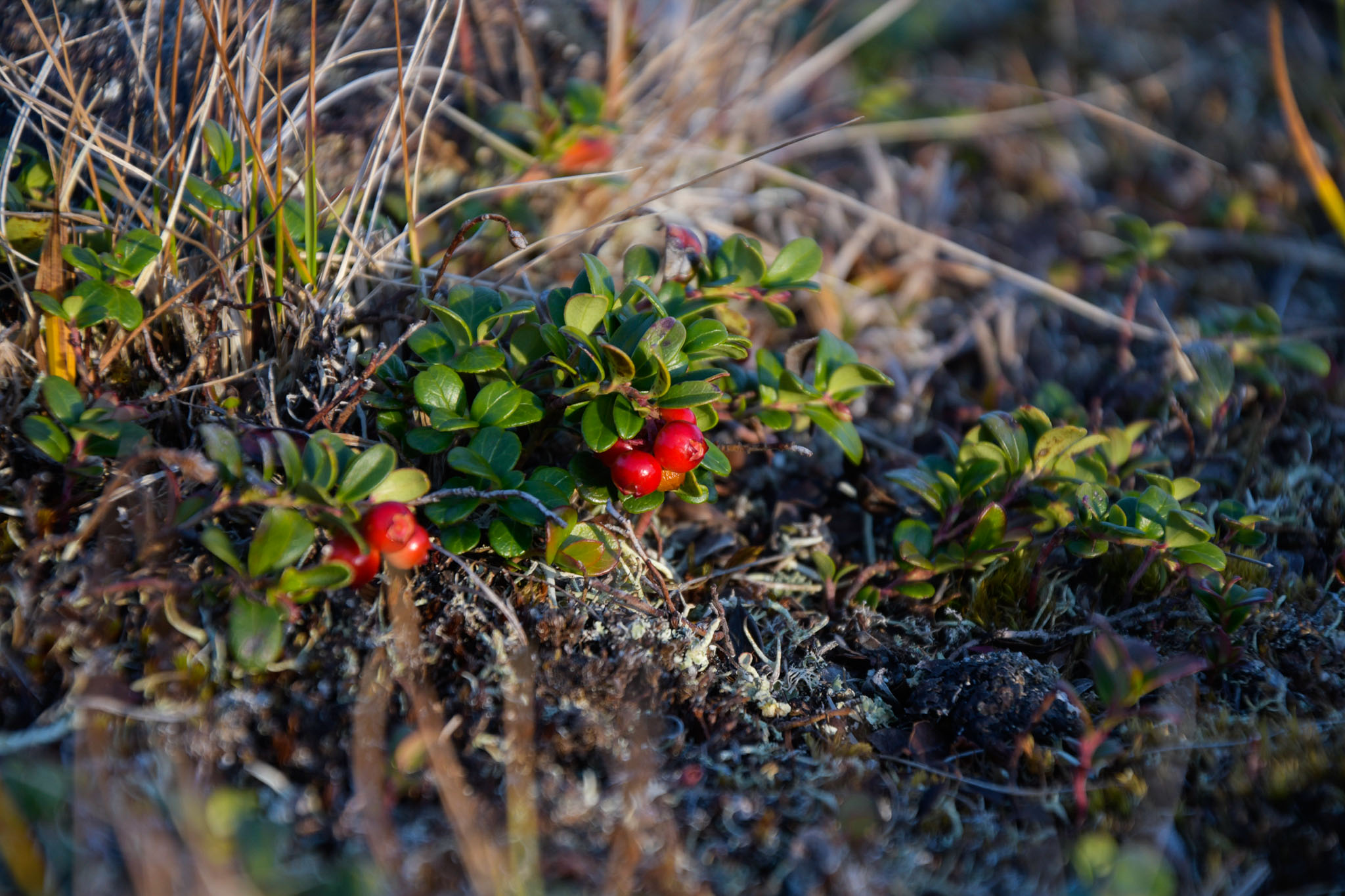 Abisko2018_DSC3349WEB.jpg