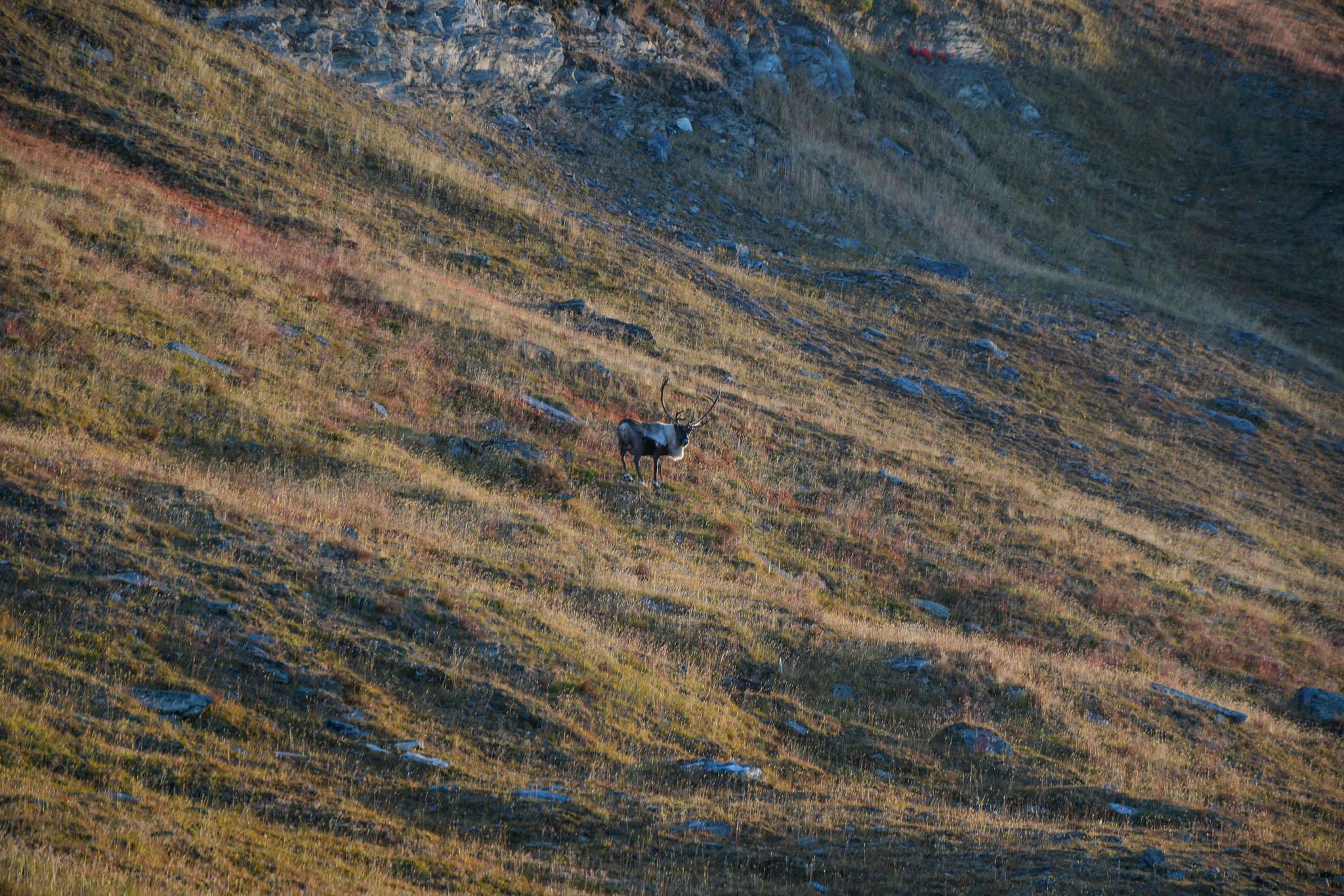 Abisko2018_DSC3352WEB.jpg