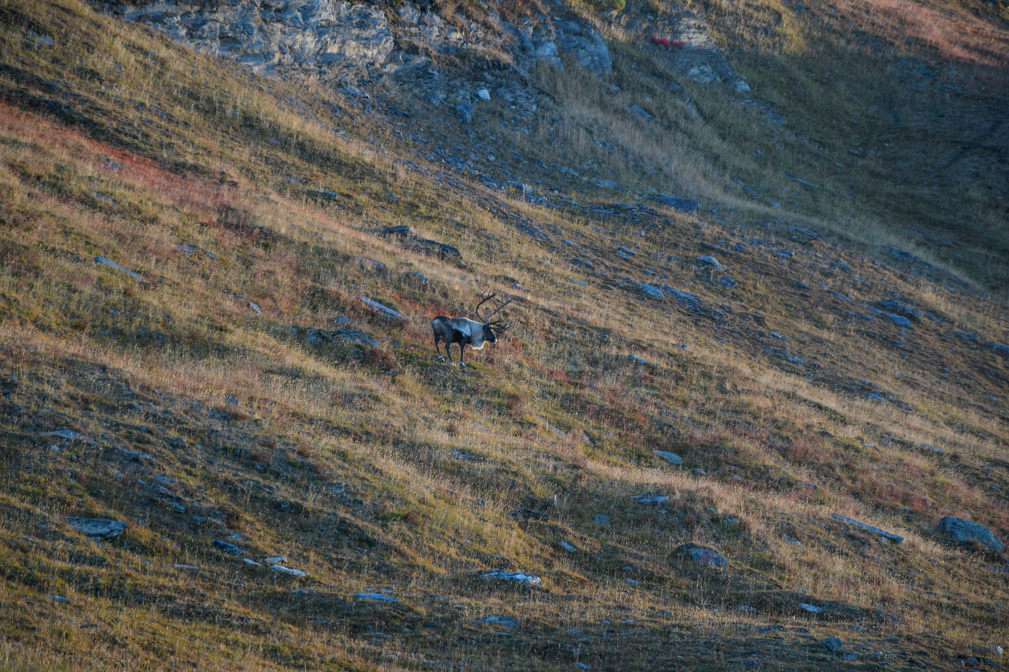 Abisko2018_DSC3353WEB.jpg