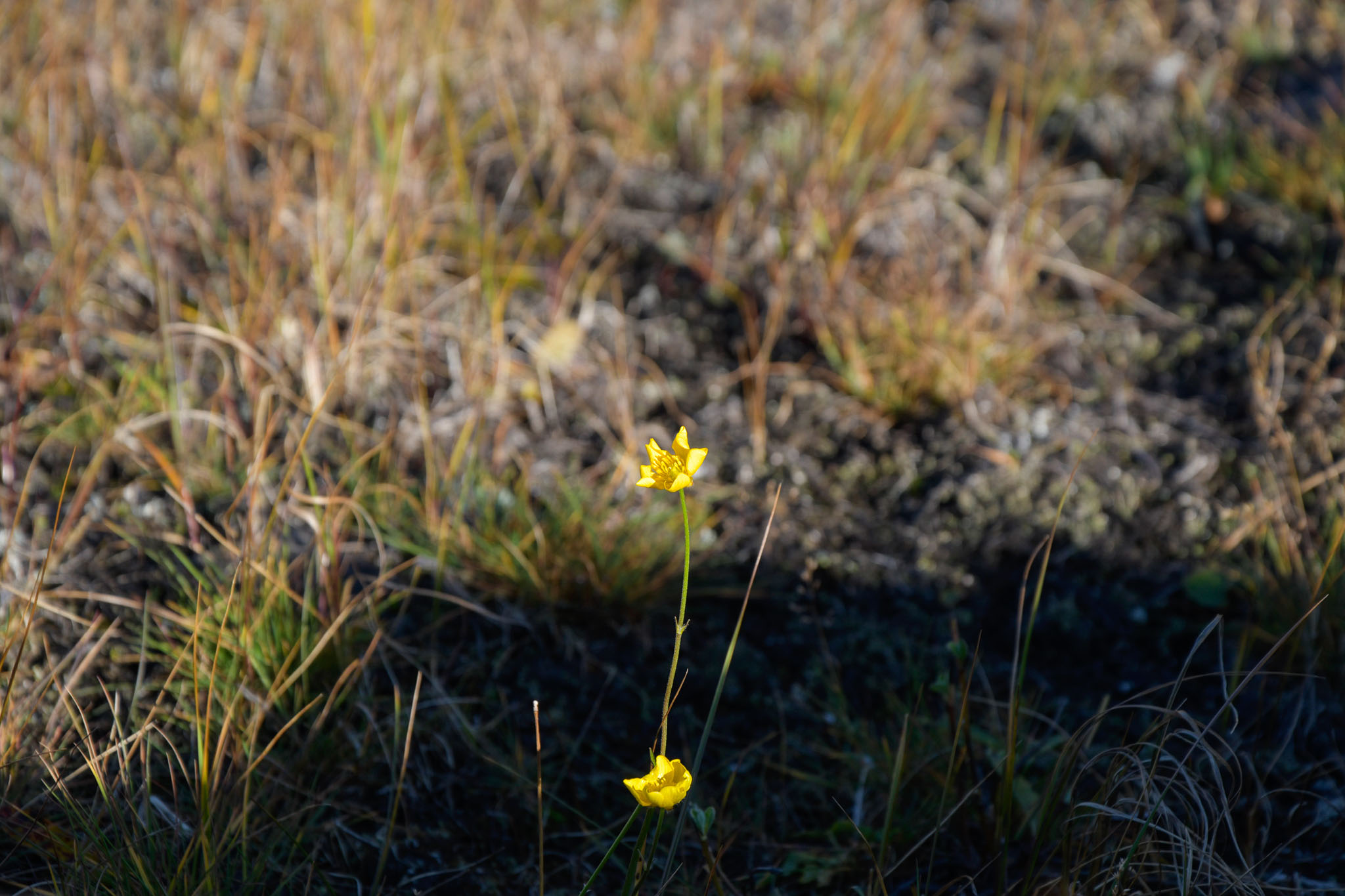 Abisko2018_DSC3378WEB.jpg