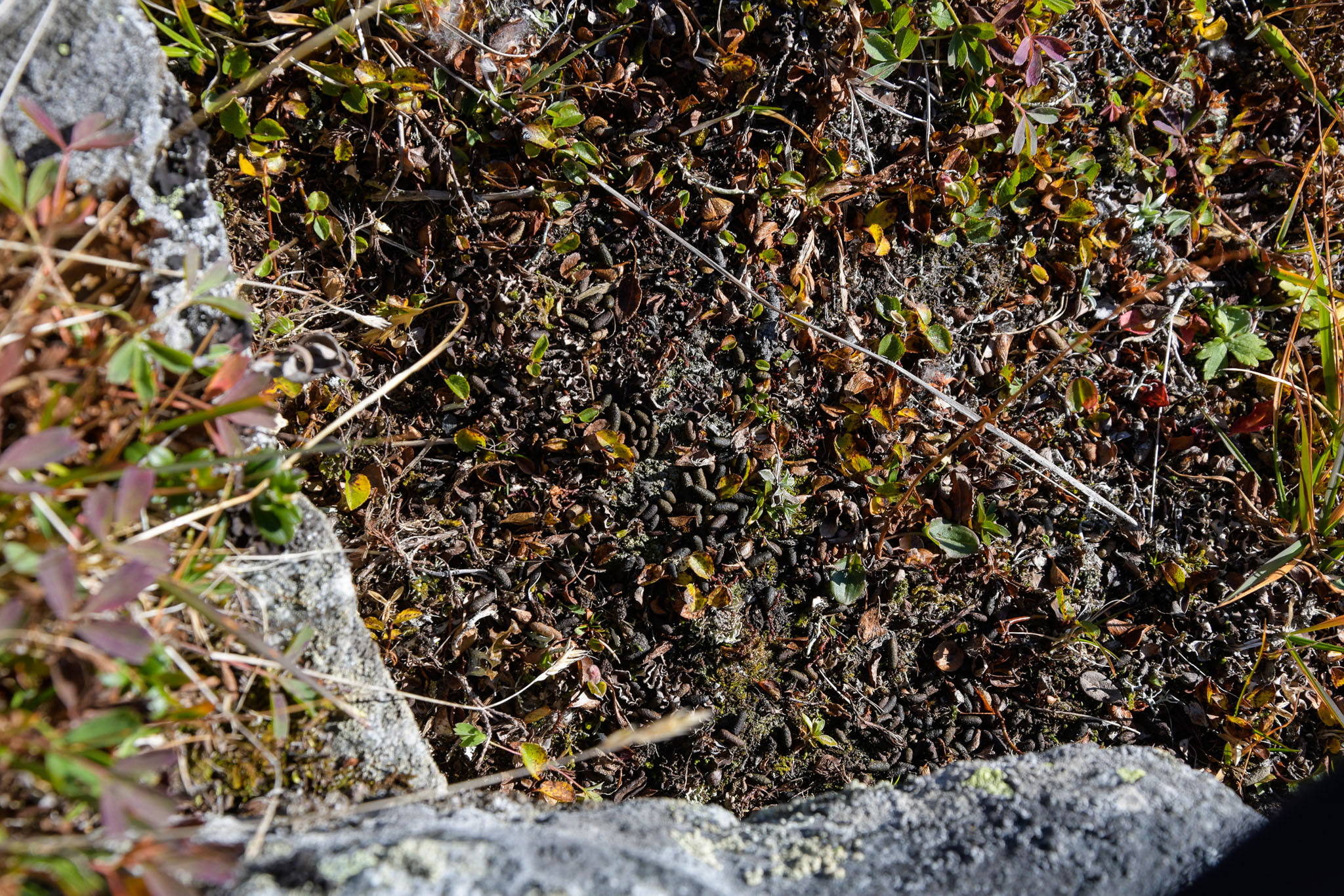 Abisko2018_DSC3379WEB.jpg