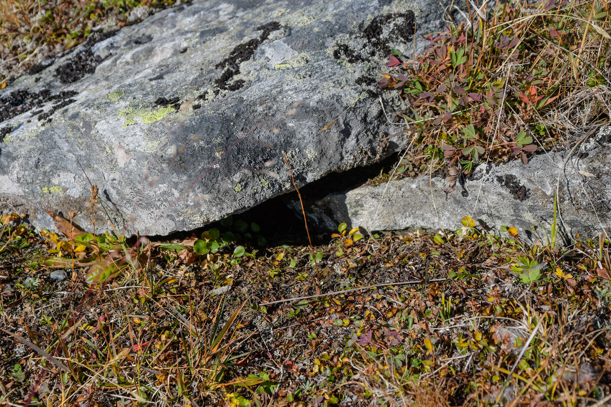 Abisko2018_DSC3380WEB.jpg