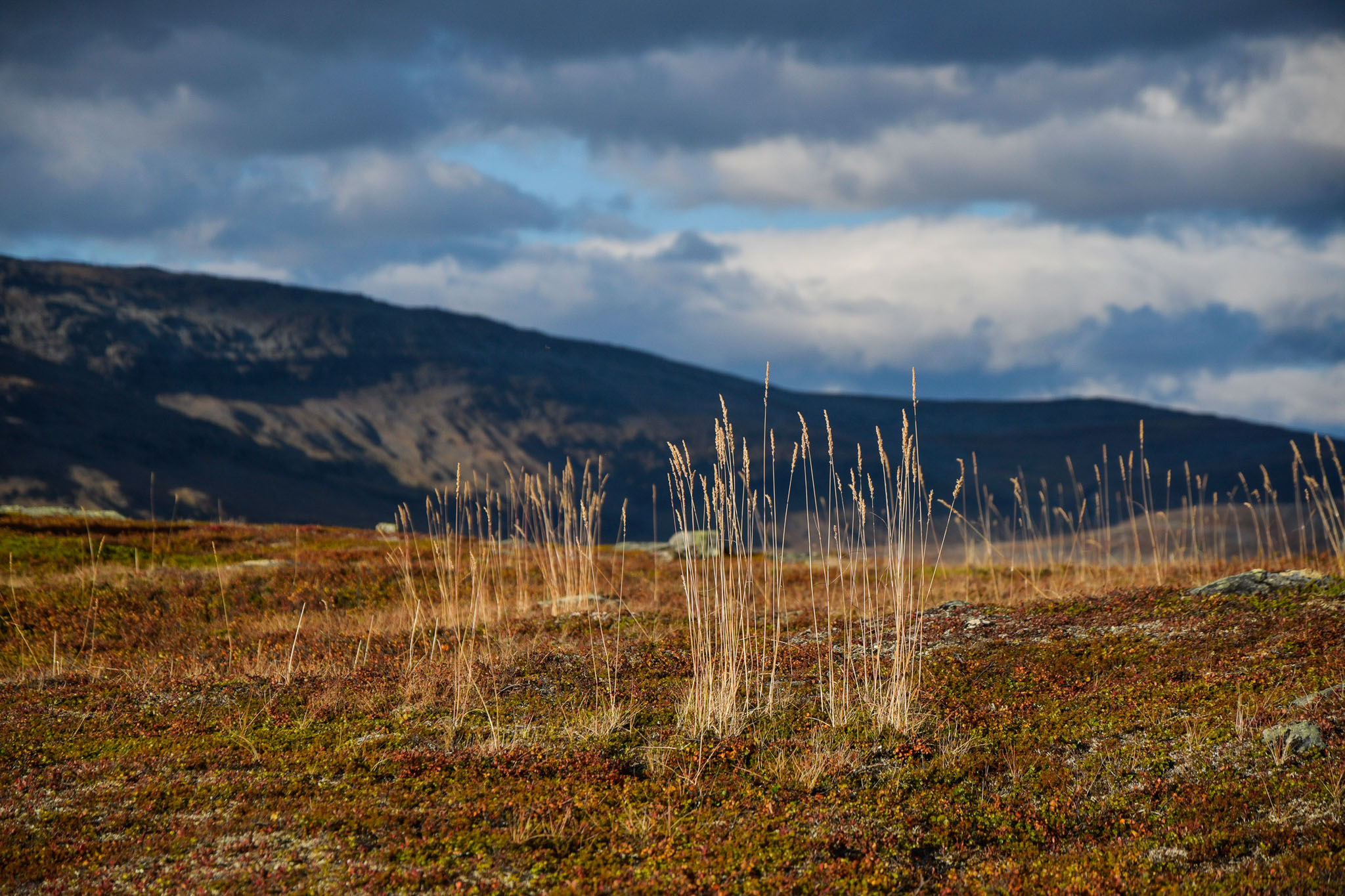 Abisko2018_DSC3453WEB.jpg