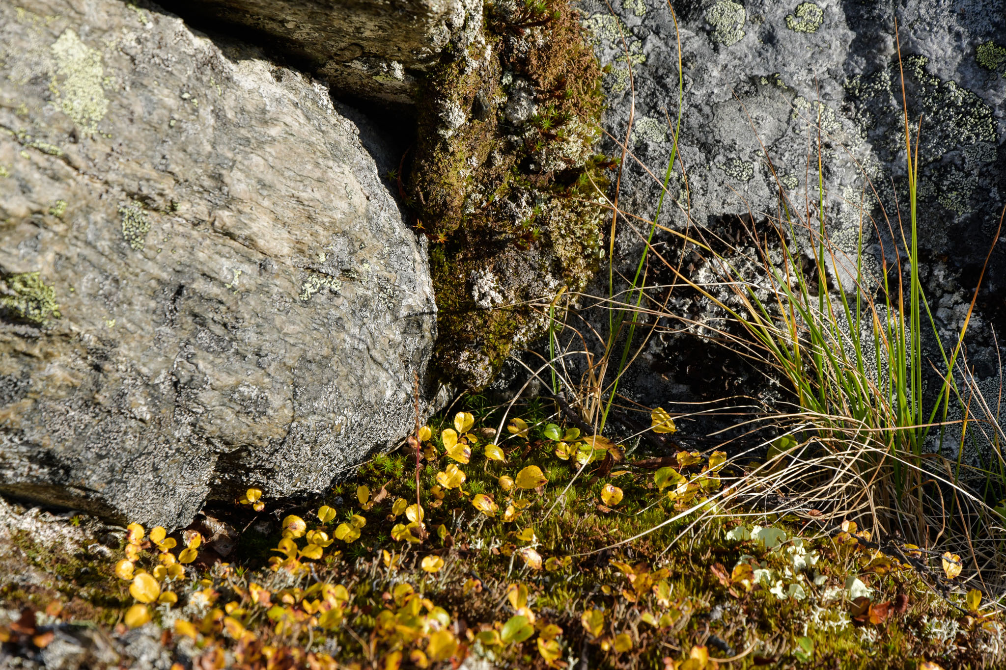 Abisko2018_DSC3462WEB.jpg