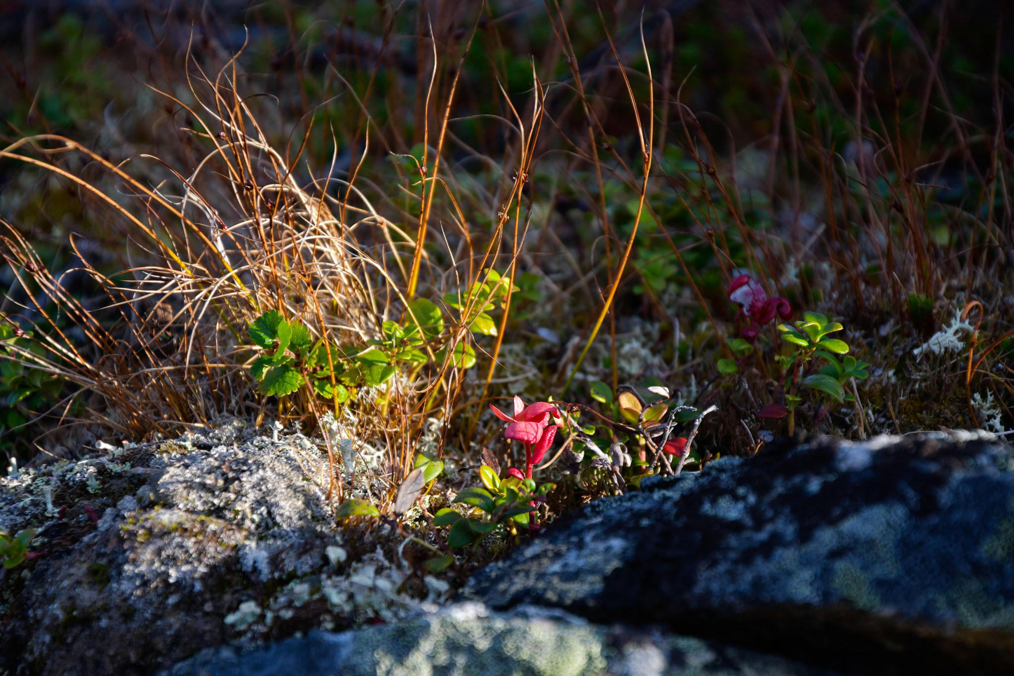 Abisko2018_DSC3464WEB.jpg