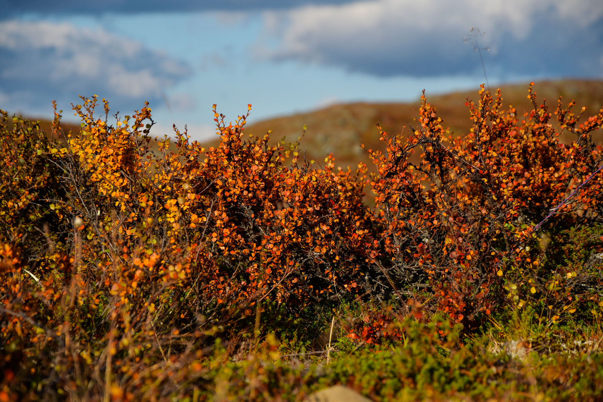 Abisko2018_DSC3465WEB.jpg