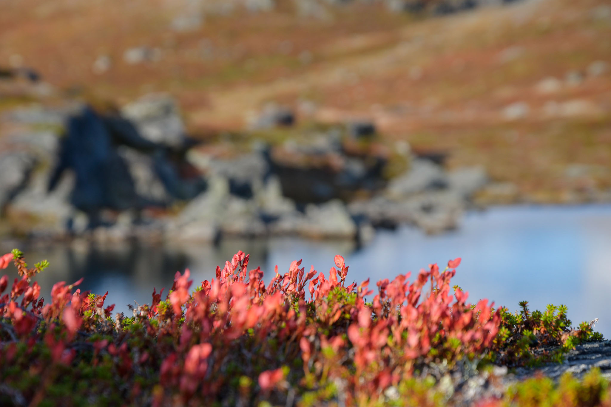 Abisko2018_DSC3470WEB.jpg