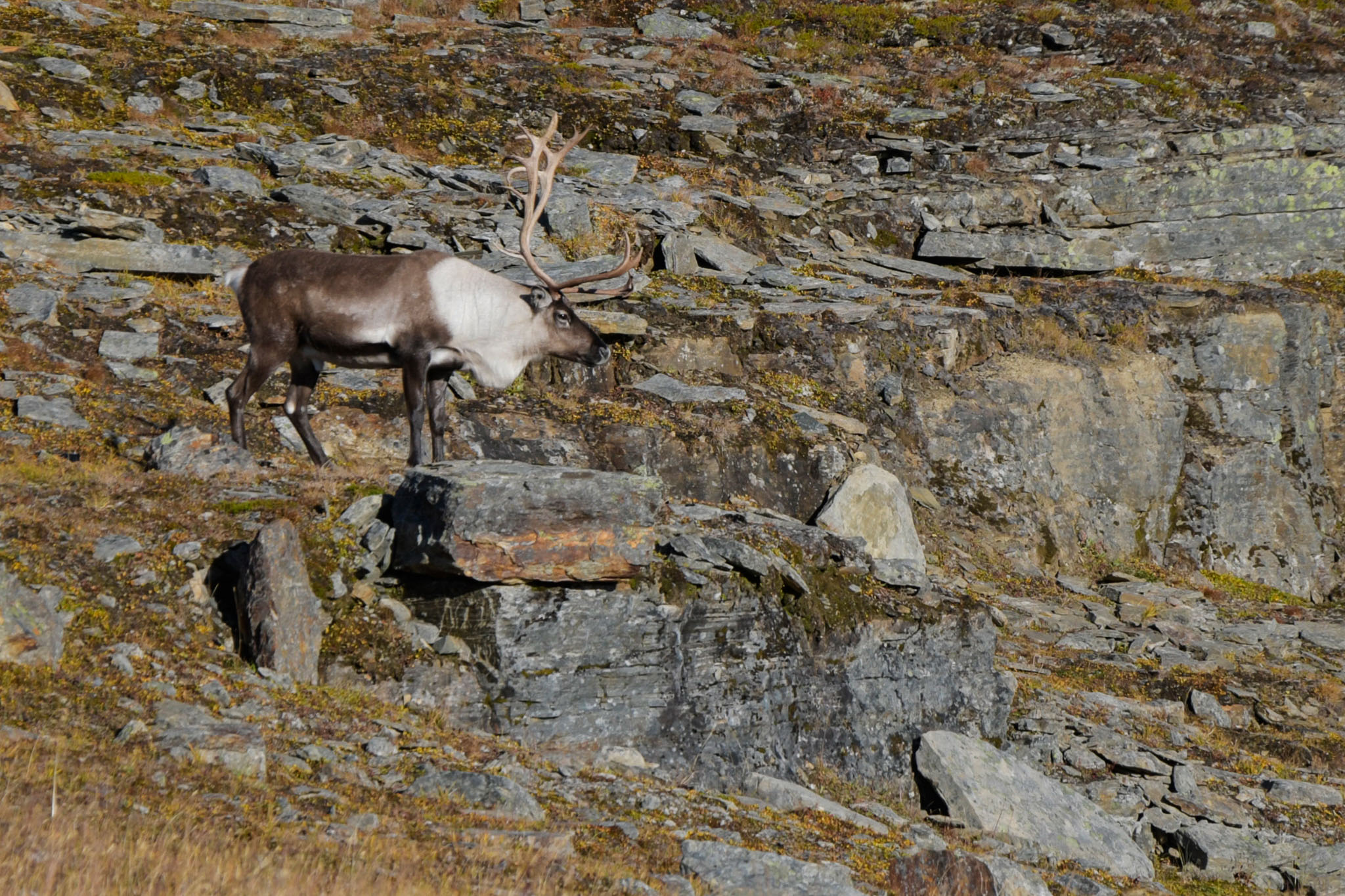 Abisko2018_DSC3581WEB.jpg