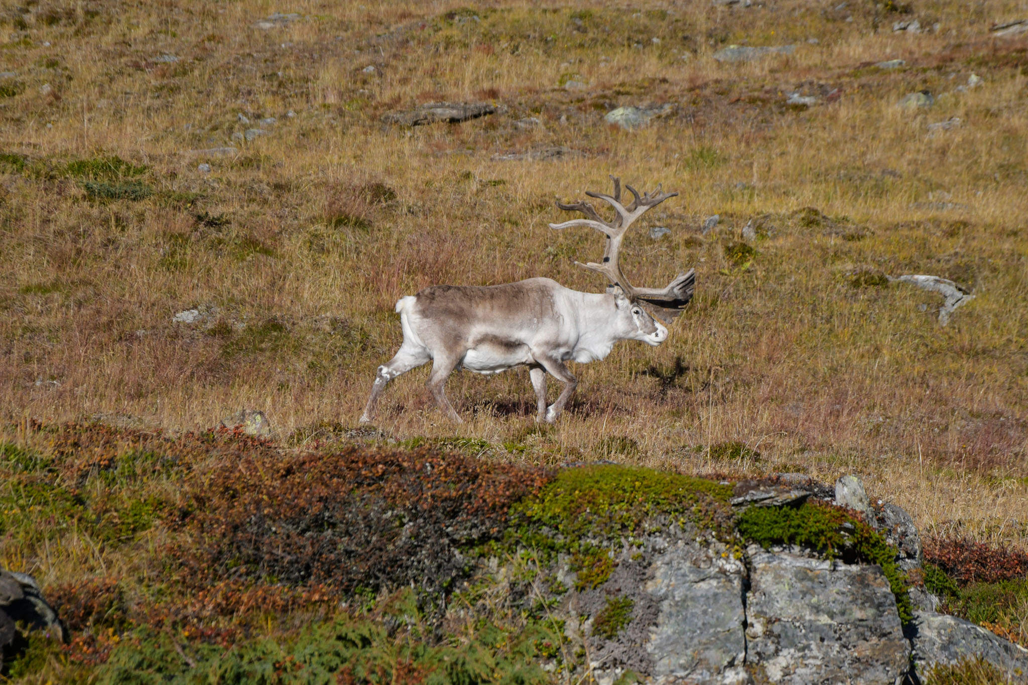 Abisko2018_DSC3585WEB.jpg