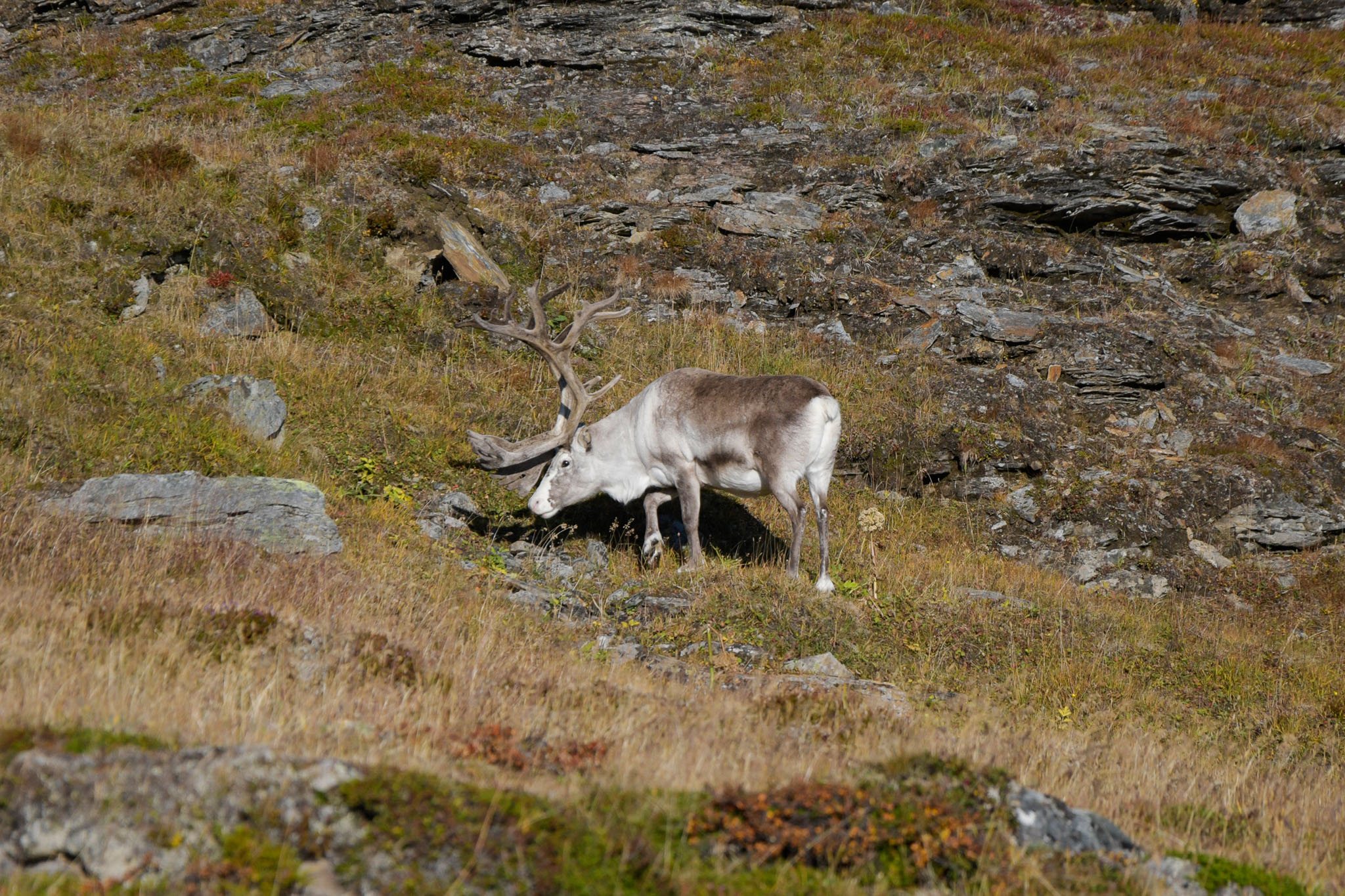 Abisko2018_DSC3596WEB.jpg