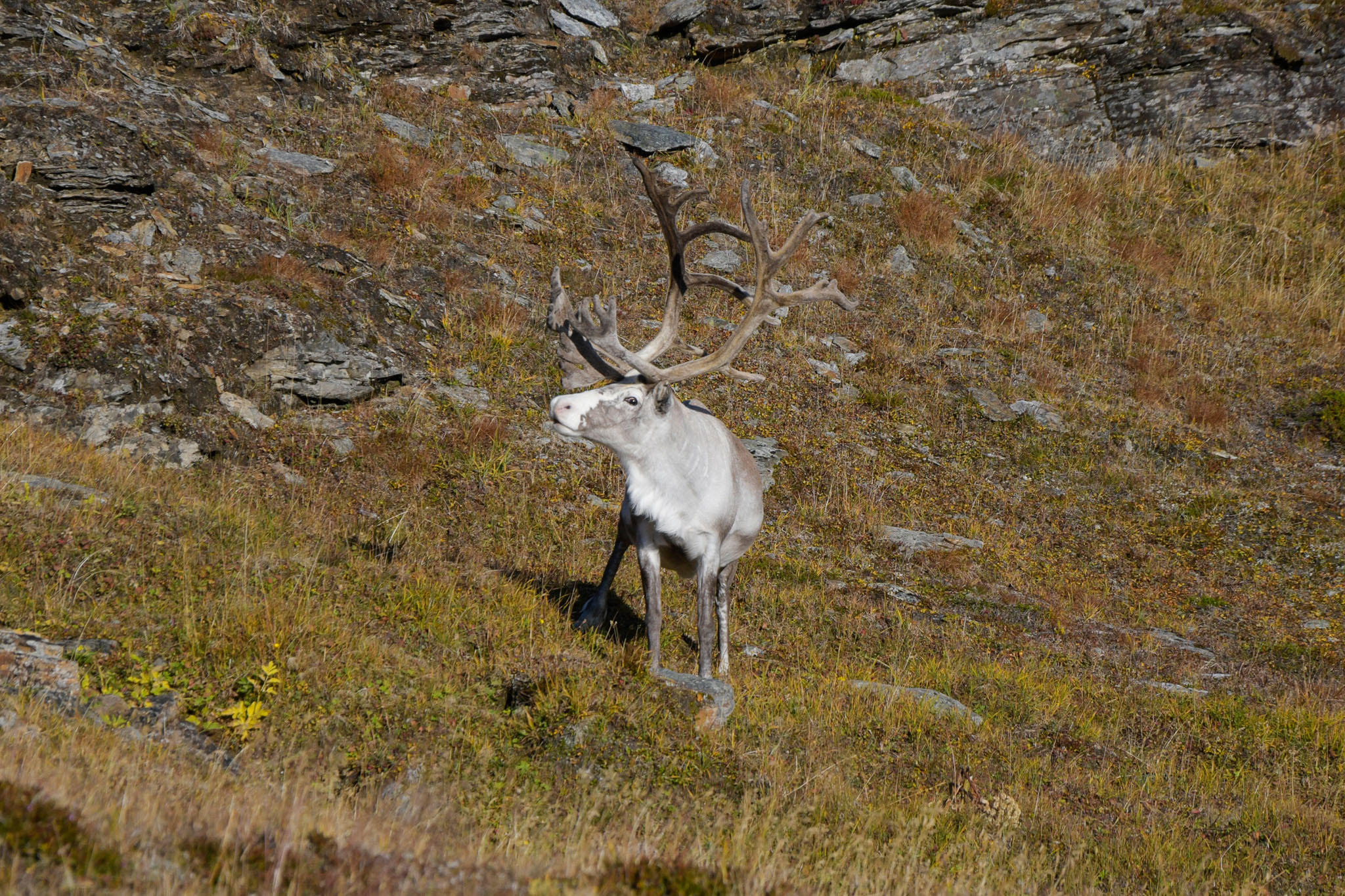 Abisko2018_DSC3609WEB.jpg