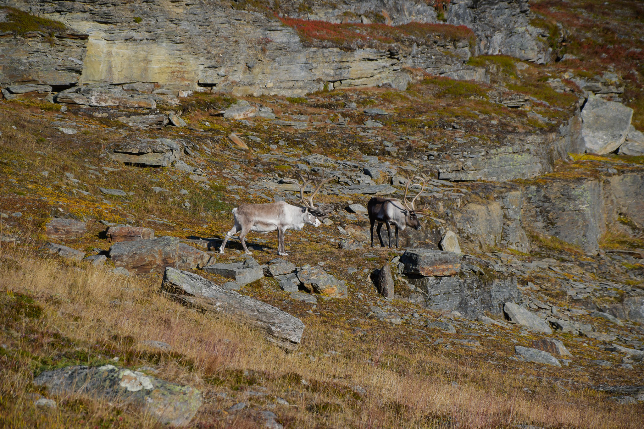 Abisko2018_DSC3611WEB.jpg