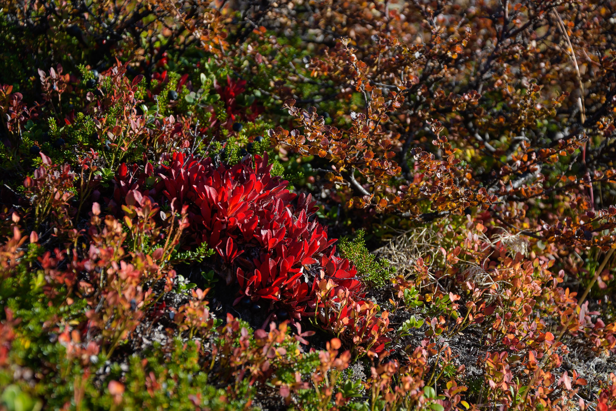 Abisko2018_DSC3615WEB.jpg