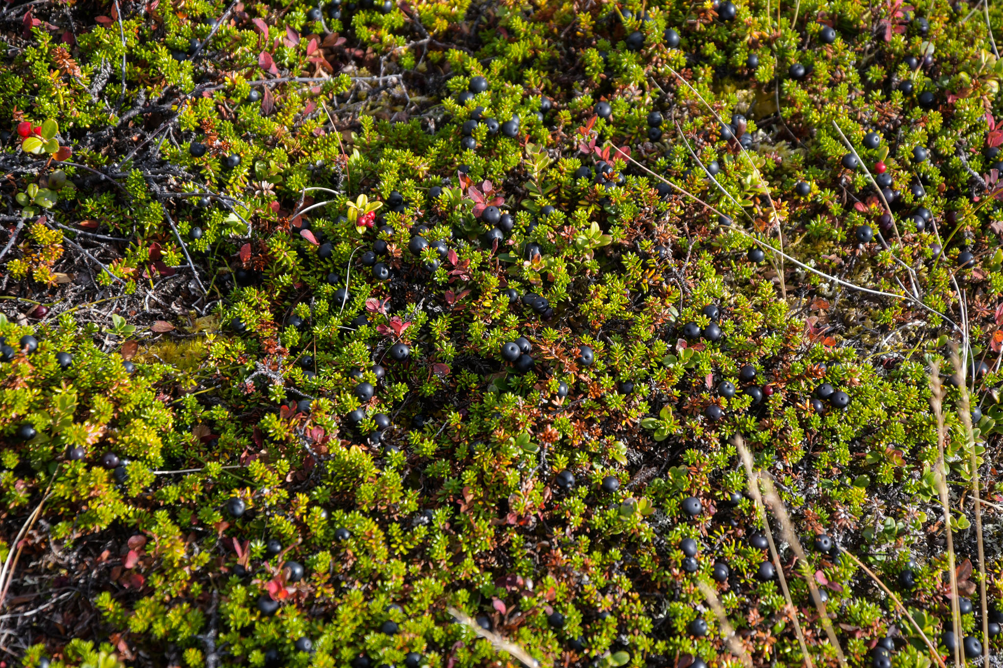 Abisko2018_DSC3623WEB.jpg