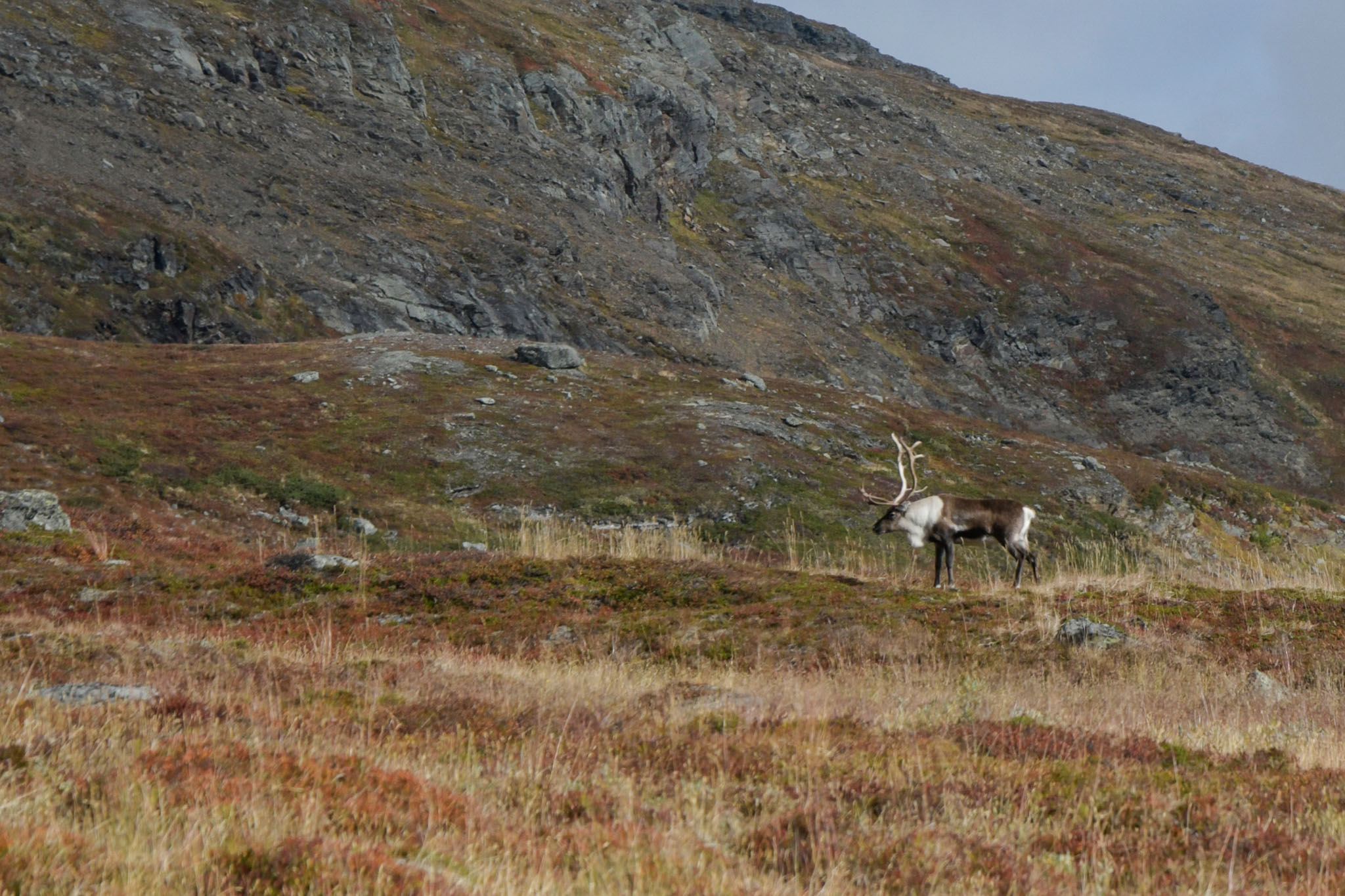 Abisko2018_DSC3626WEB.jpg