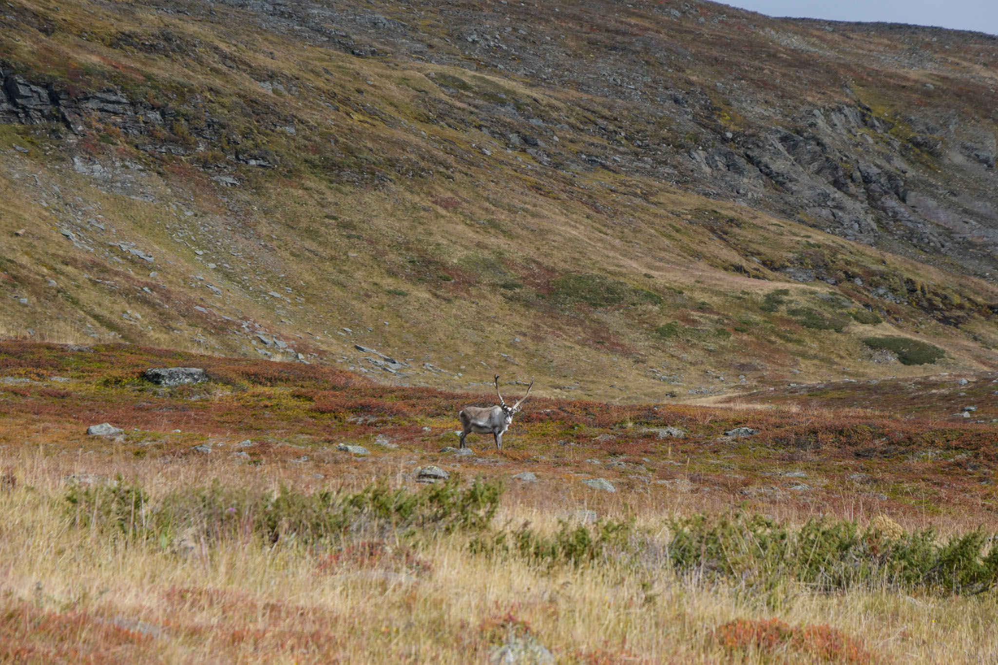 Abisko2018_DSC3627WEB.jpg